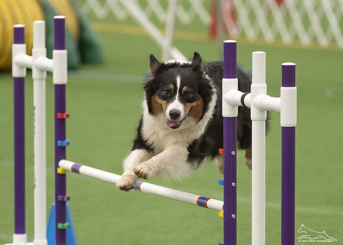 An Australian Shepherd, jumping over a small agility hurdle on a green field, with a colorful fence in the background.