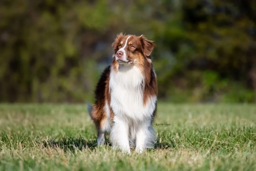 Australian Shepherd dog sitting on grass..