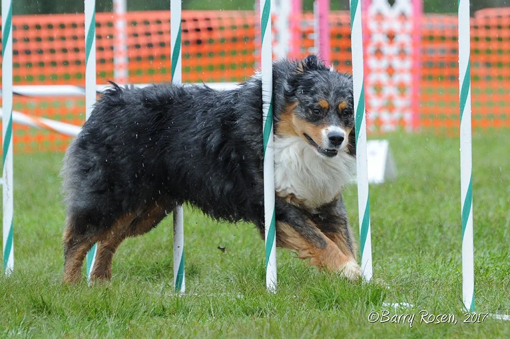 Australian Shepherd dog navigating through an agility weave pole course.