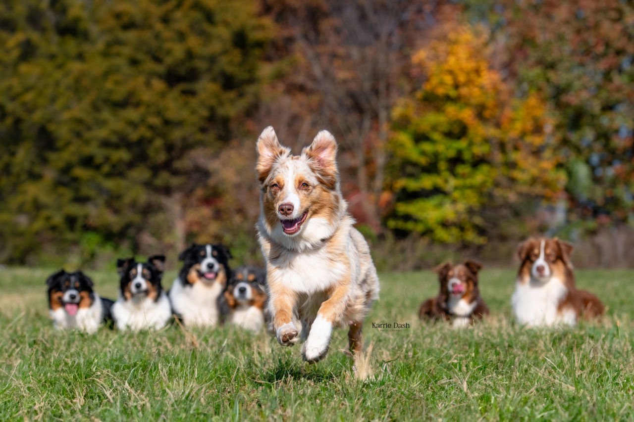 A group of Australian Shepherd dogs playing outdoors in a grassy field with trees in autumn in the background, with one dog running towards the camera.