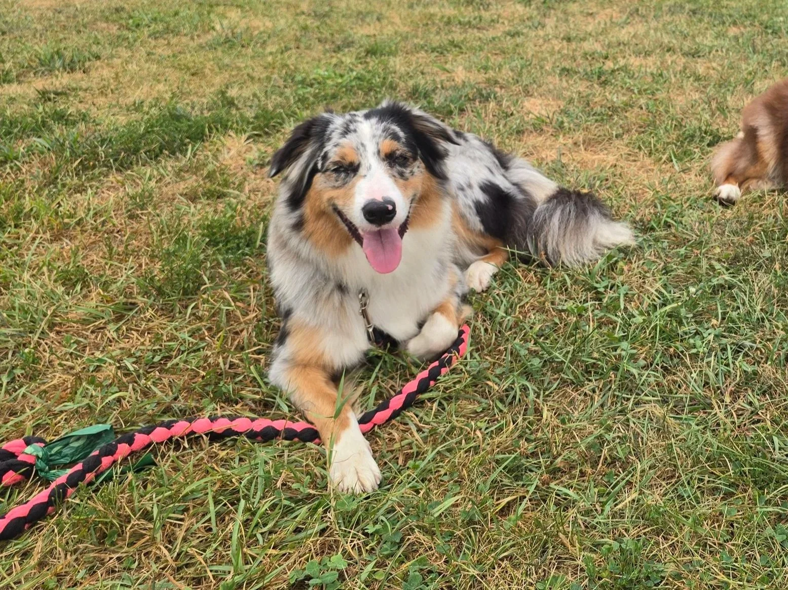Female Australian Shepherd