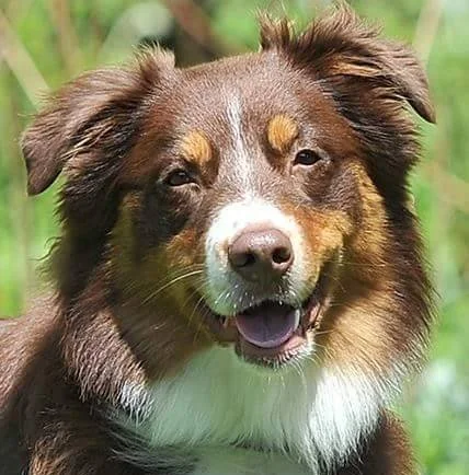 Close-up of a smiling Australian Shepherd dog with a brown, white, and tan coat and bright eyes, outdoors with green grass in the background.