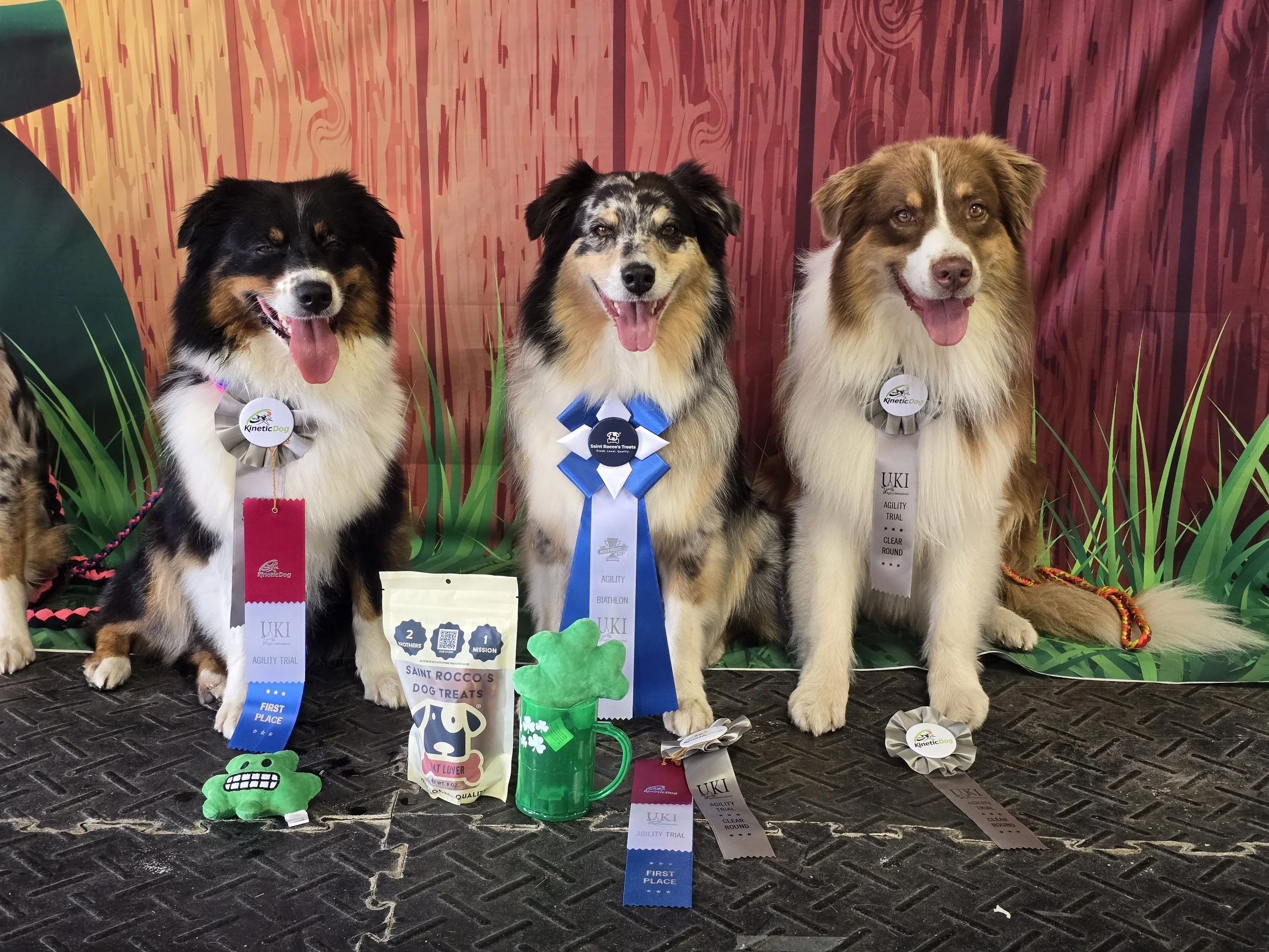 M Squared Australian Shepherds