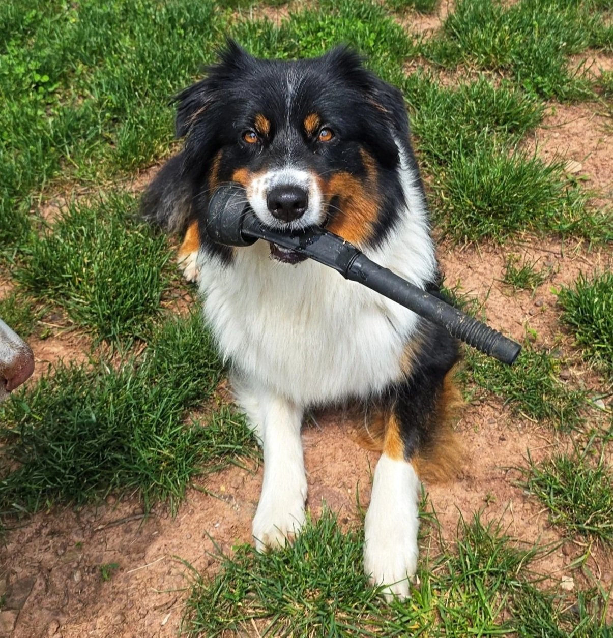 Female Australian Shepherd