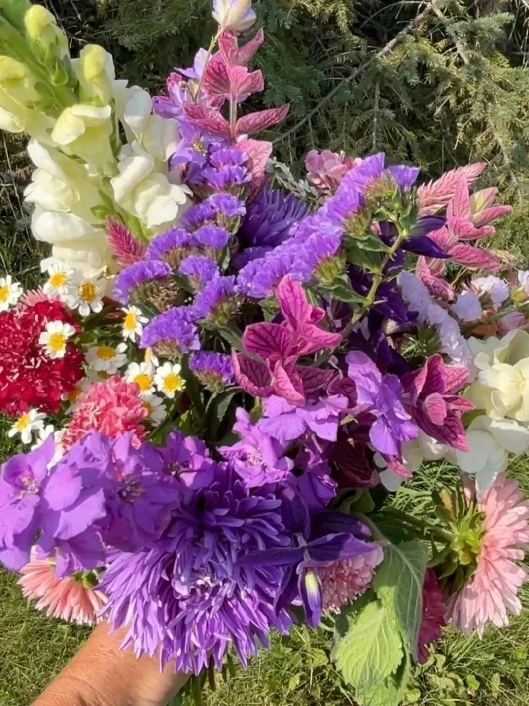 Cut flower seedling kit with statice, snapdragons, and painted sage