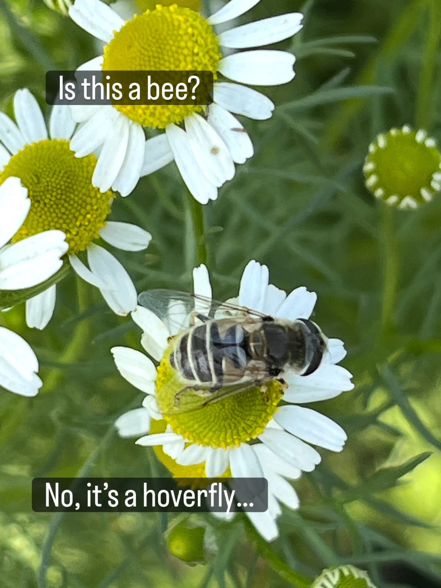 We have an amazing number of pollinators in the garden right now. Many bees but also other black and yellow insects often mistaken for bees. 
Unlike bees, hoverflies have only one pair of wings (bees have two), and their big eyes and ability to hove