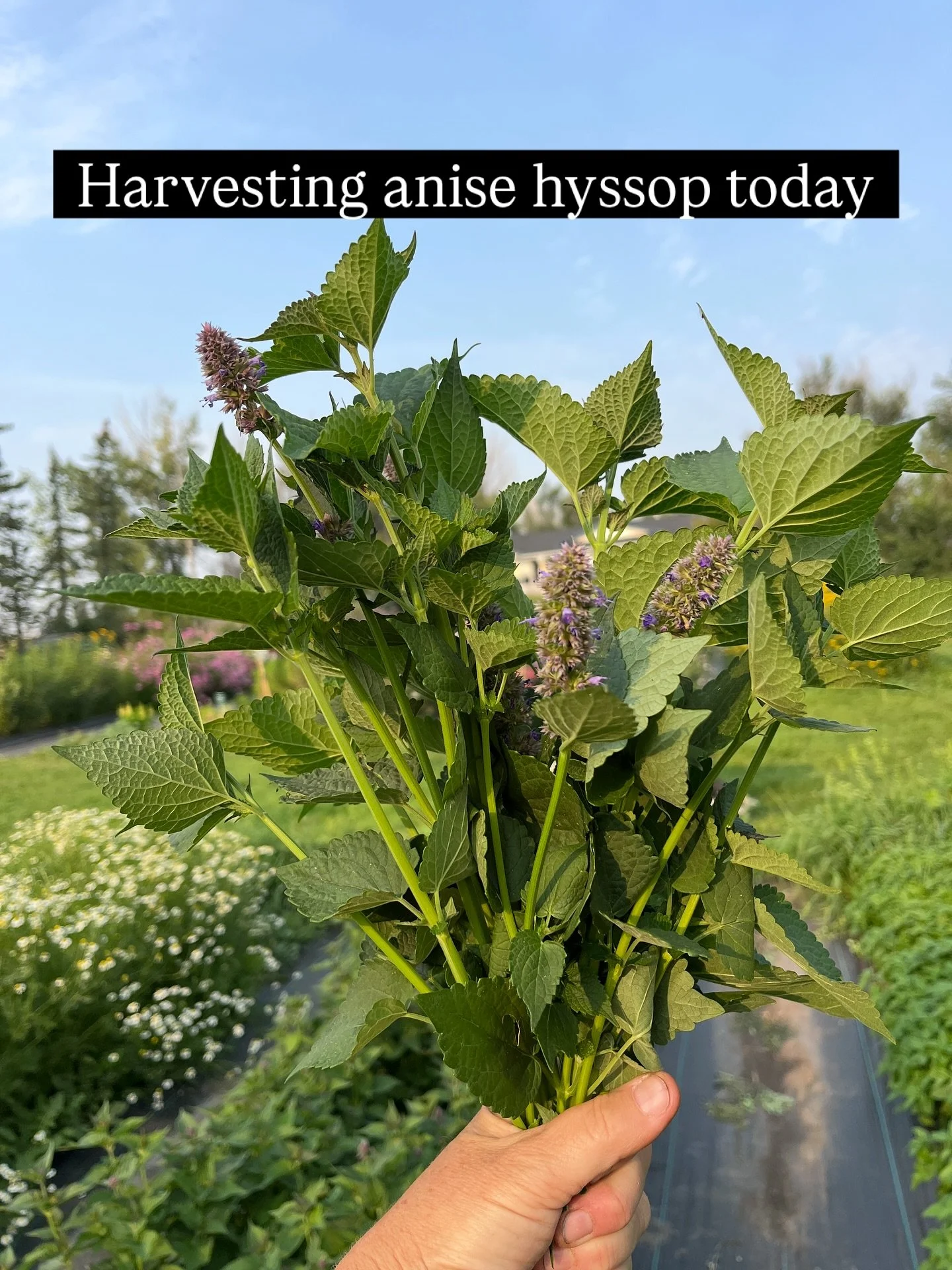The anise hyssop is looking amazing and it was a beautiful day to harvest it today.  This lovely versatile plant has so many uses, both in the landscape, and as a medicinal and tea herb. It is a pollinator magnet that is drought-tolerant, deer-resist