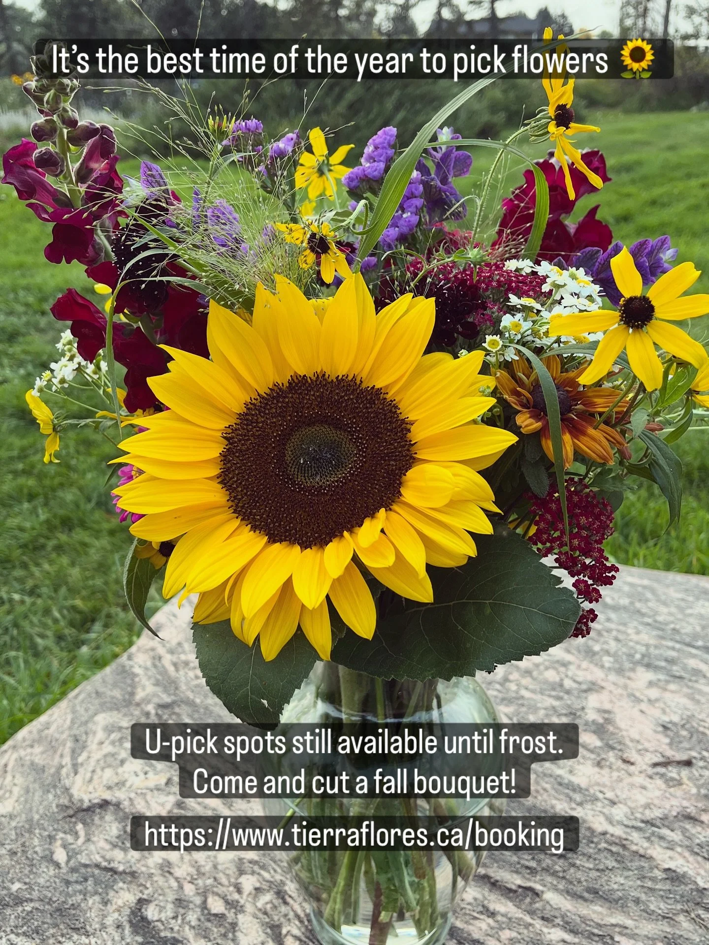 If you thought the flower season was over, think again! The flowers are in their prime right now and it’s the perfect time to cut a fall bouquet. Spots still available on Thursday and Friday evening, and Saturday and Sunday morning. 
#albertaf