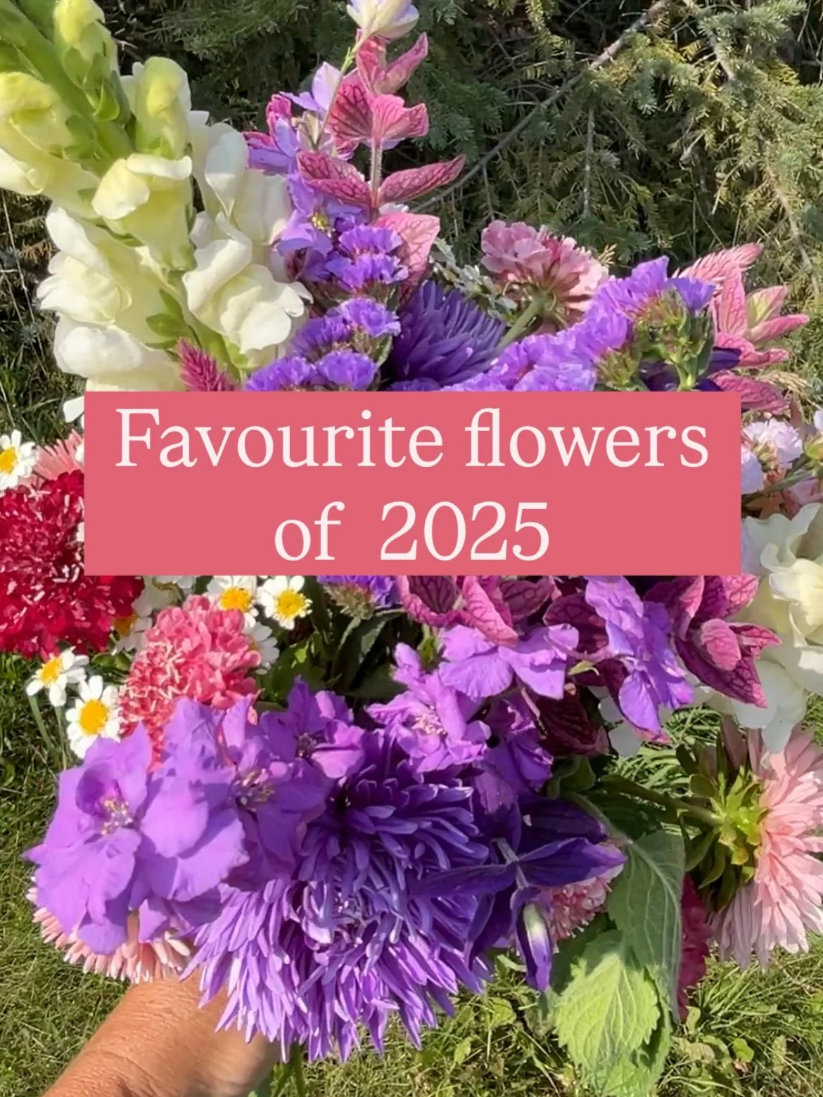 This is the first of a three-part post… I wanted to share some of my favourite flowers I grew this summer, as well as which ones I won’t be growing again, and a sneak peek of the new flowers I’ll be adding next year. 
To start off
