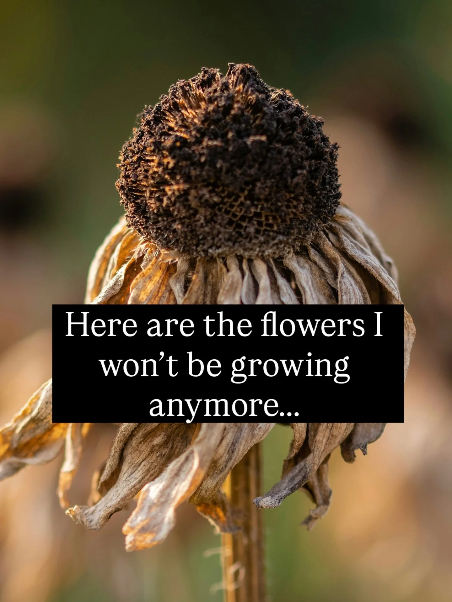 Part two of a three-part post. Yesterday I shared my favourite flowers that I’ll be growing more of. Today I’m sharing the duds.
For the most part, these are flowers that need a hot growing season which we unfortunately don’t have.