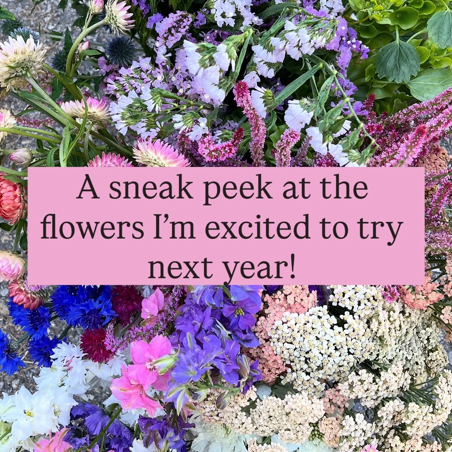 And finally, here is a sneak peek at the flowers I’m excited to try next year!  Every year is an experiment and I’m tweaking my mix of flowers over time. 
I’m especially looking forward to adding more early- blooming flowers, as we
