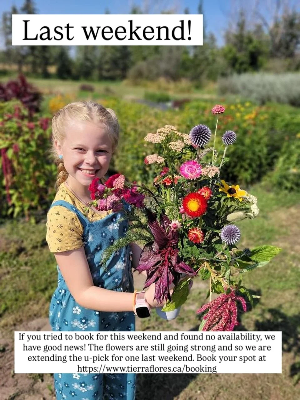 I never imagined that the flowers would still be going strong in mid-September… but they are! So we are extending the flower u-pick by one last weekend. Come on out and pick the last flowers of summer 🌻