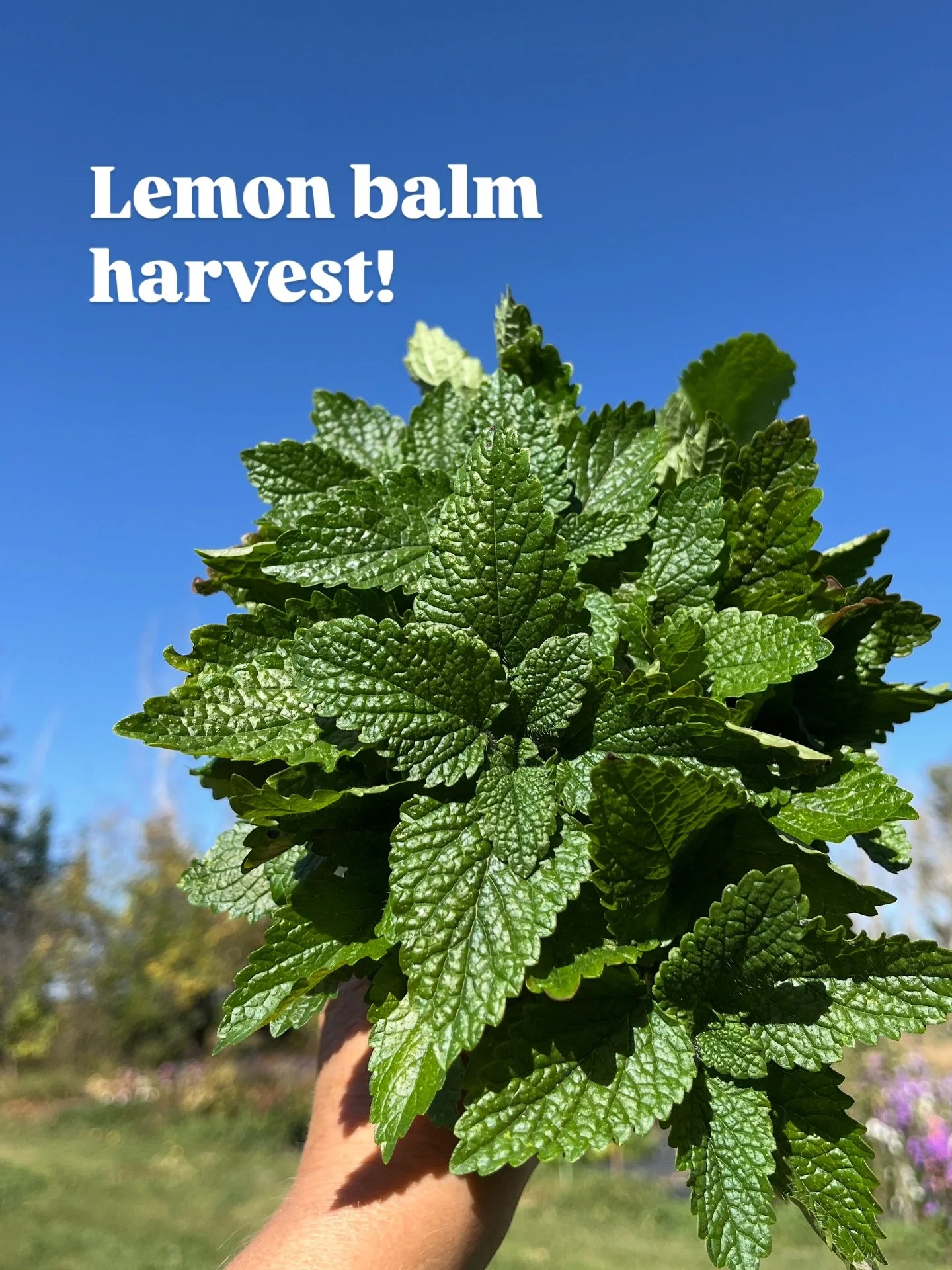 The lemon balm is looking lush and today was a beautiful day for a harvest ☀️
Lemon balm has long been used to relieve stress, calm anxiety, and promote an overall sense of calm. It makes a lovely lemony tea that is perfect for enjoying before bed ?
