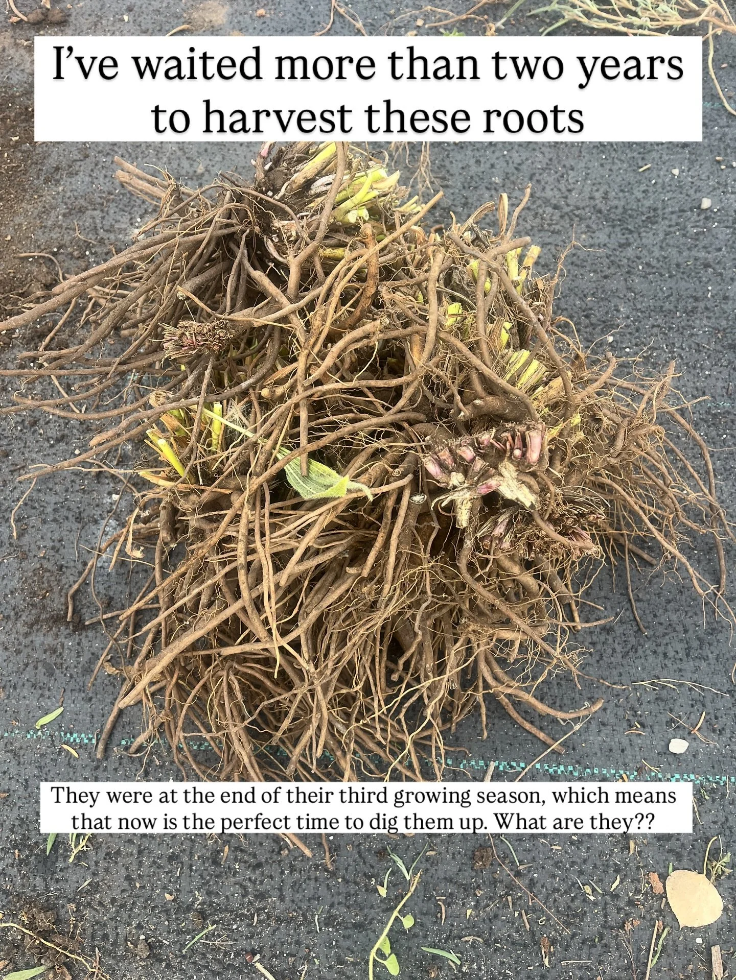 The echinacea root has been harvested and is now on the racks in the drying room. This is Echinacea angustifolia, which is considered one of the most medicinal types. It was planted in the spring of 2023, and after three growing seasons it has now co