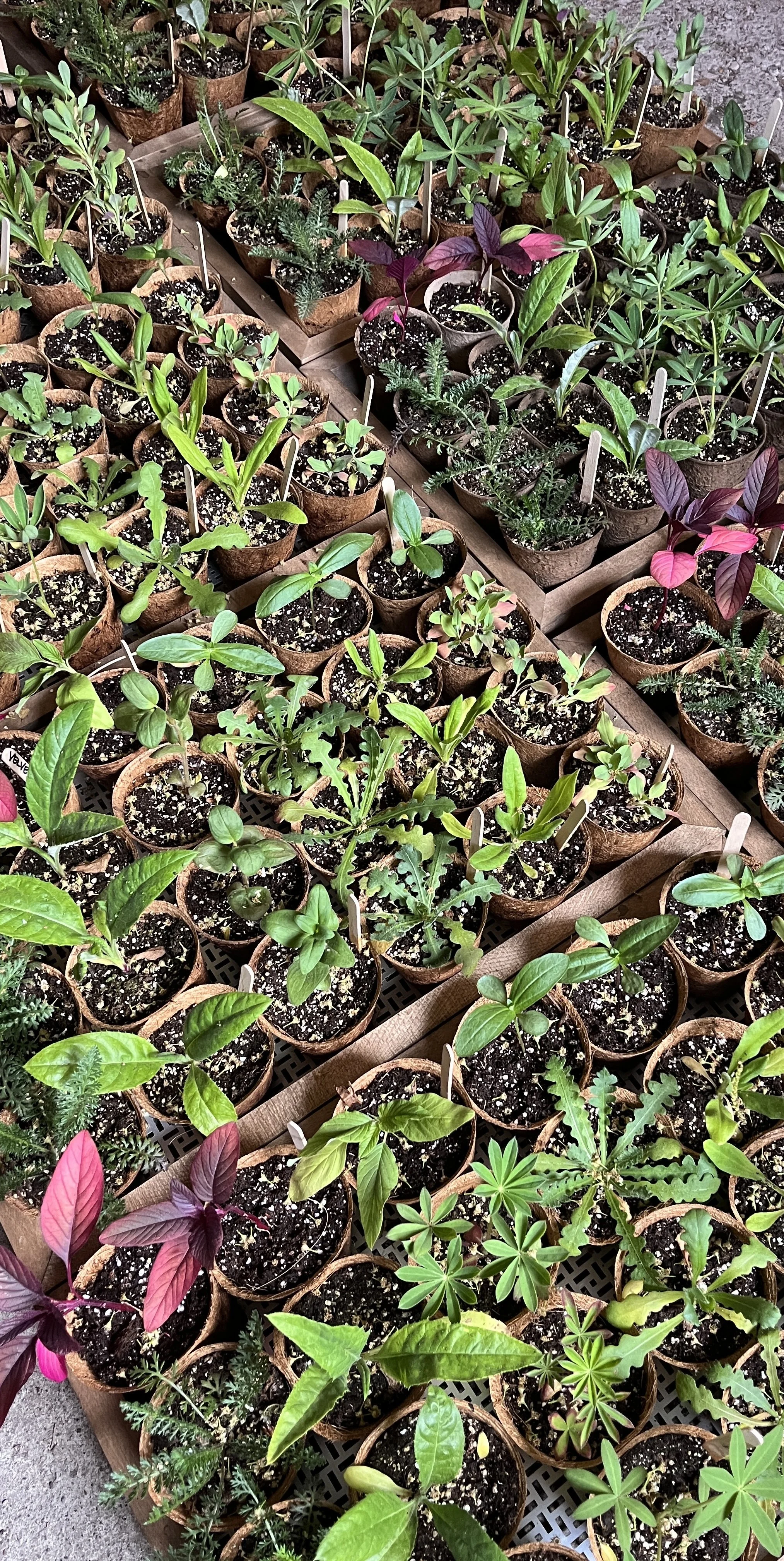 Cut flower seedling kit