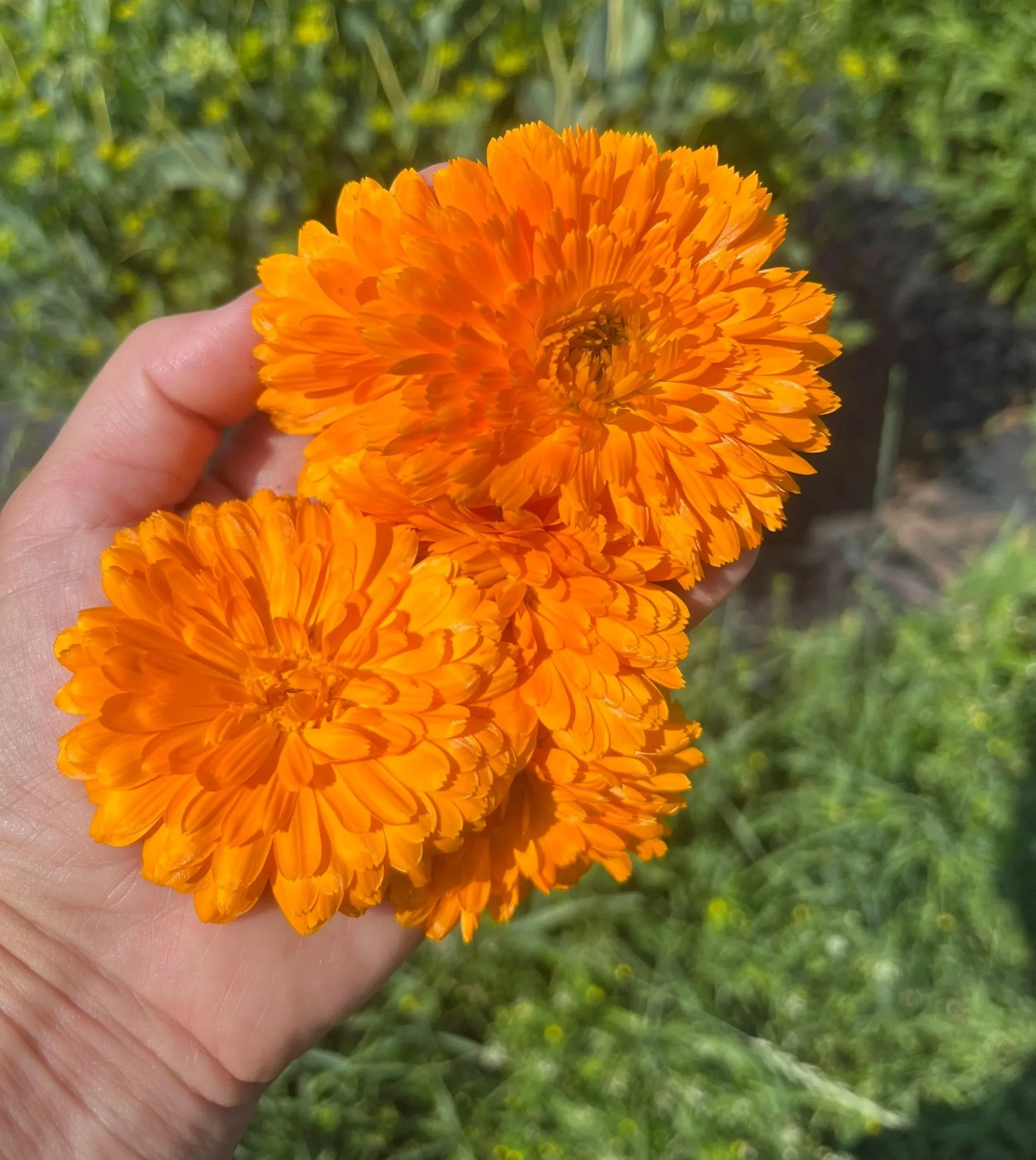 Calendula