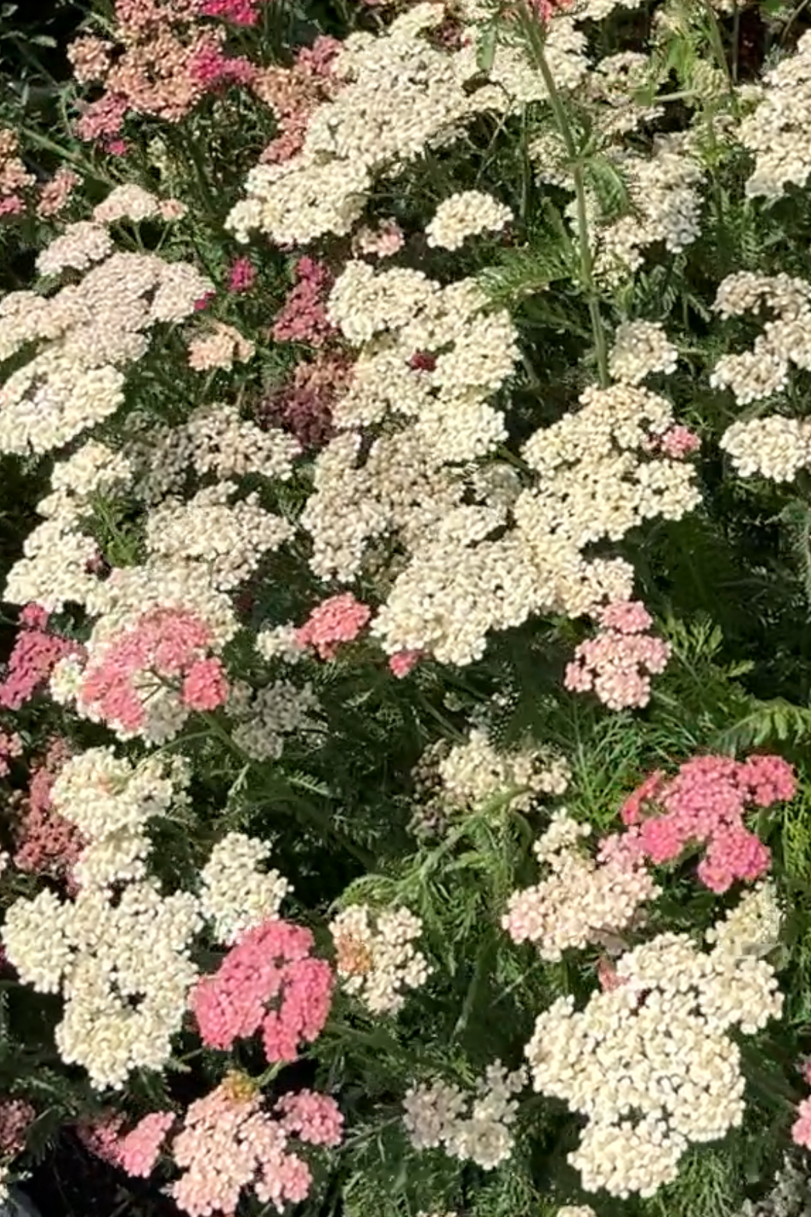 Yarrow
