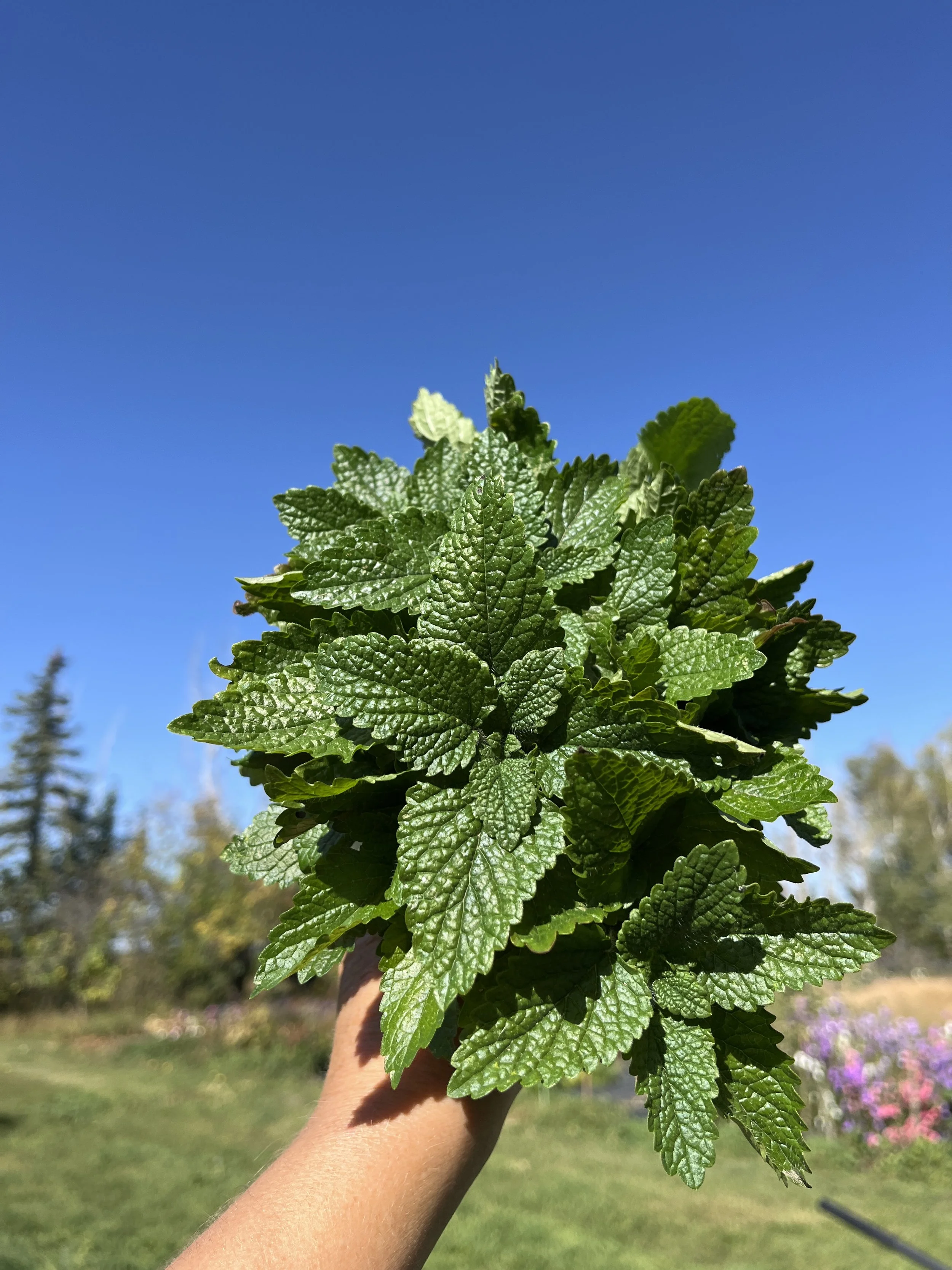 Lemon balm