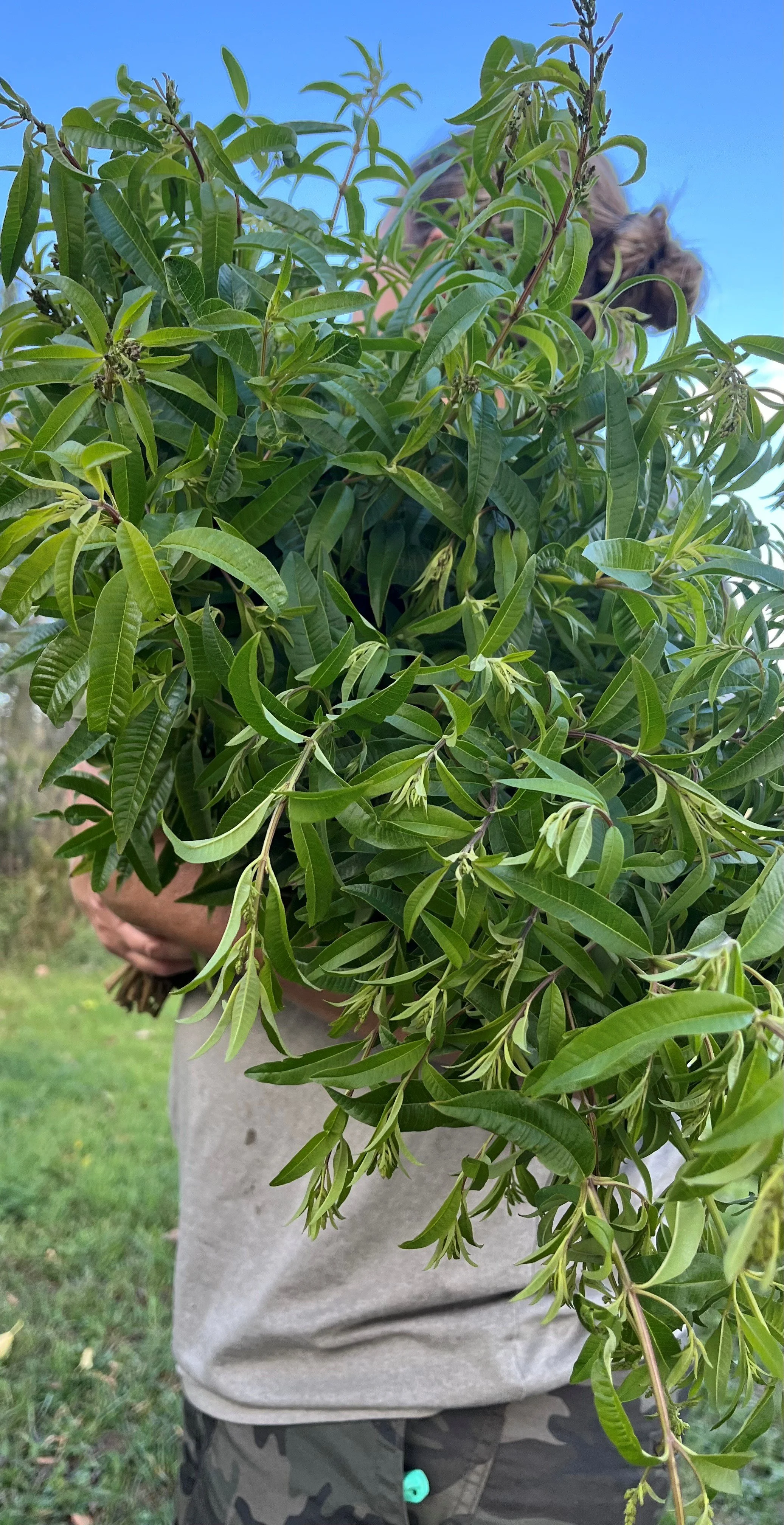 Lemon verbena.jpg