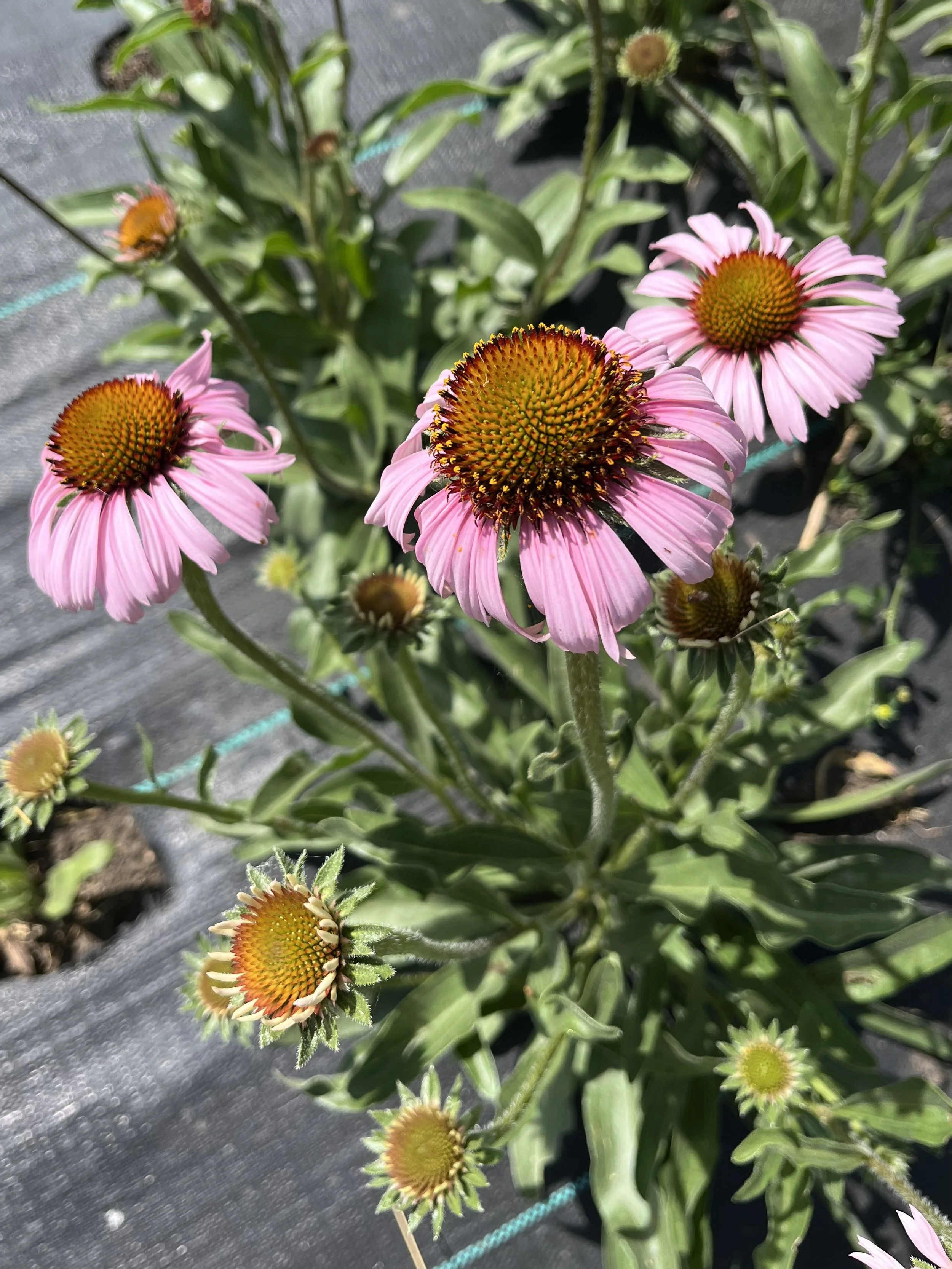 Echinacea angustifolia.jpg