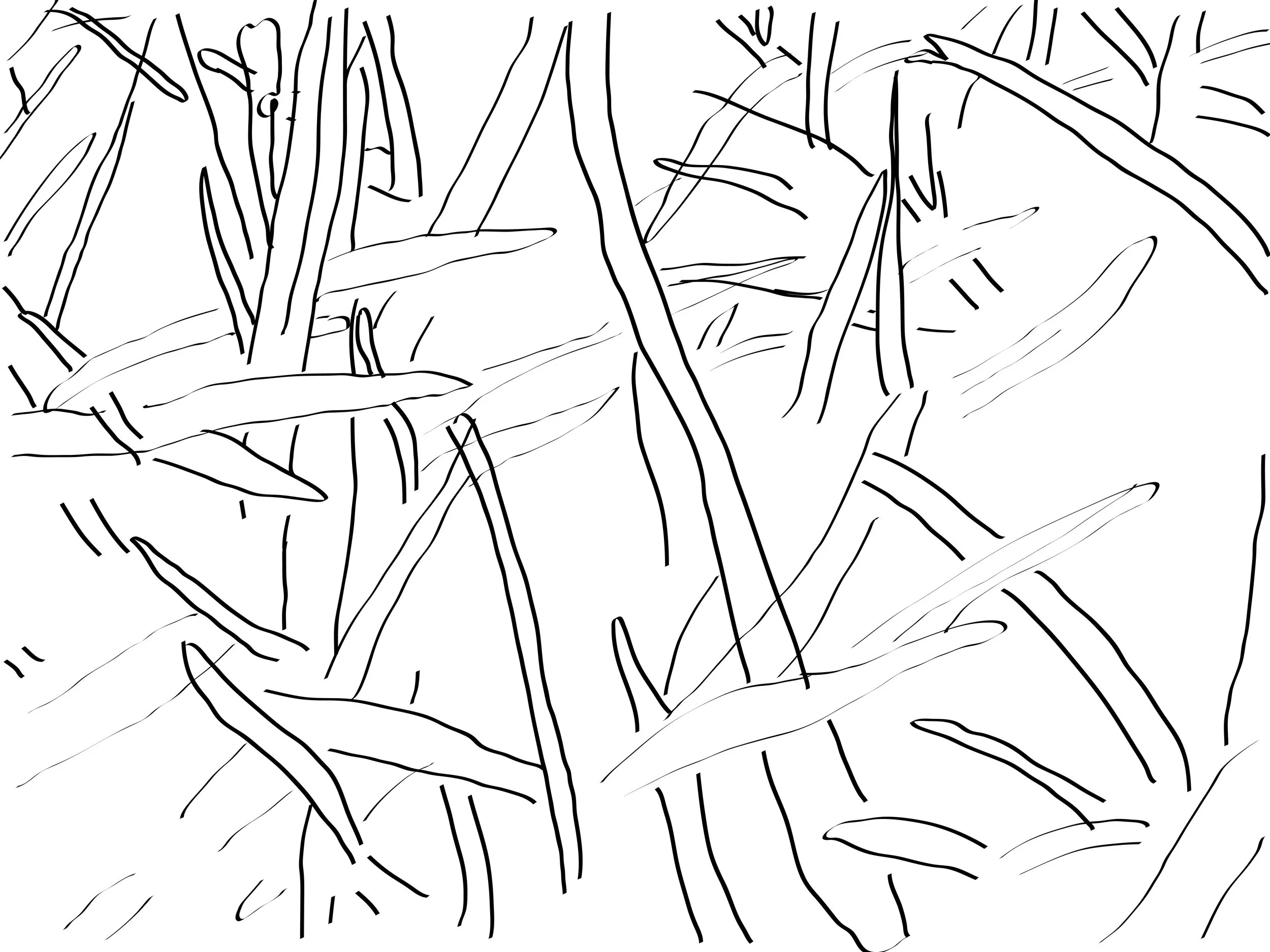 Texture Study of Grass, Digital Tracing
