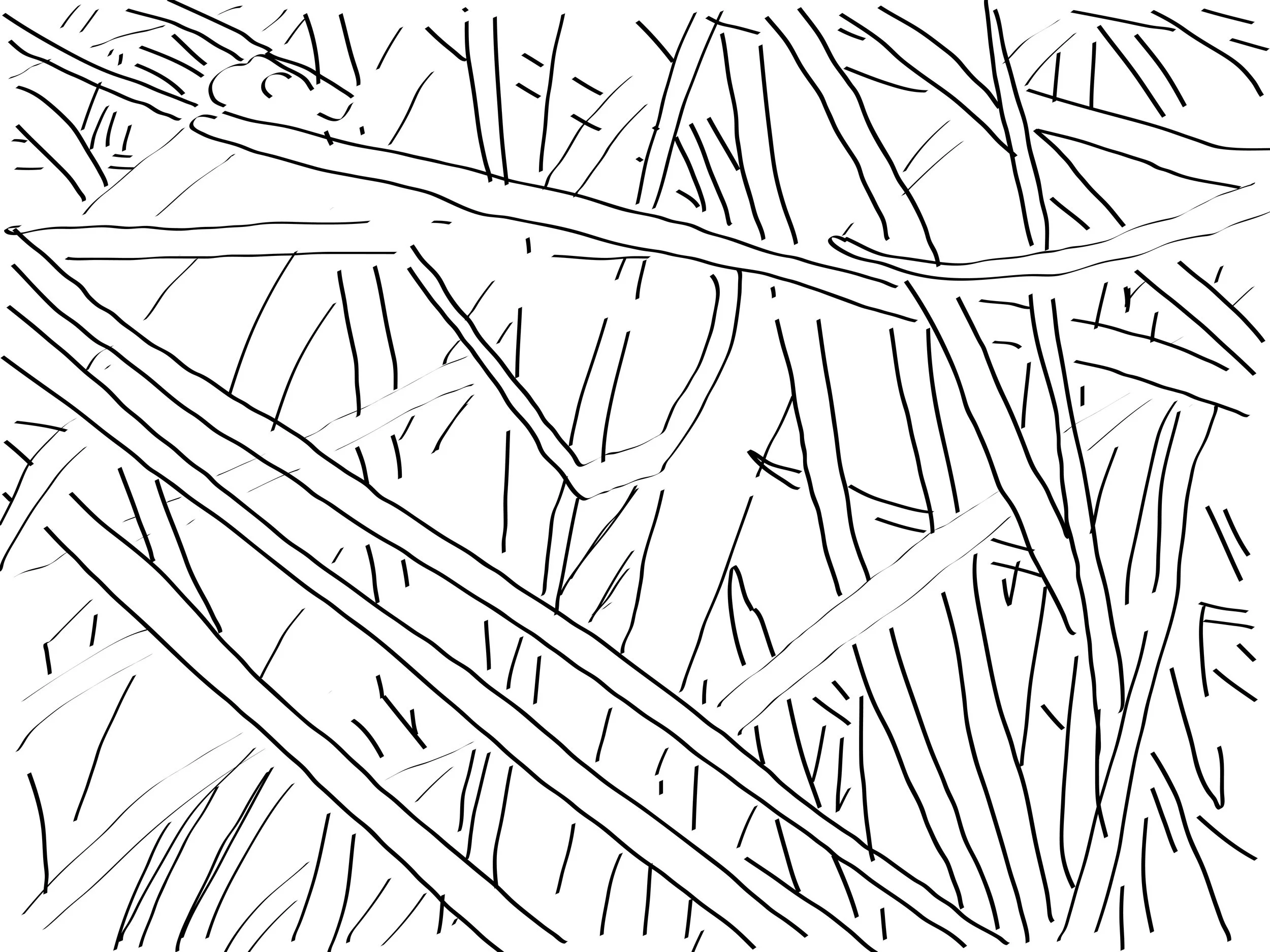 Texture Study of Pine Straw, Digital Tracing