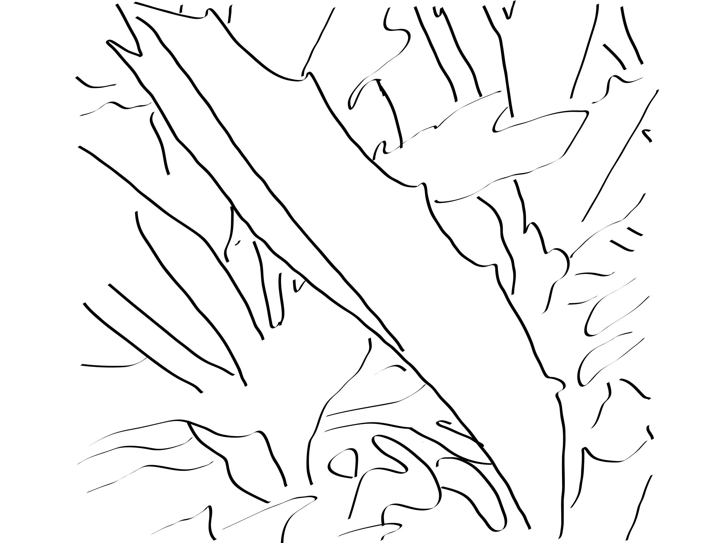 Texture Study of Leaf, Digital Tracing
