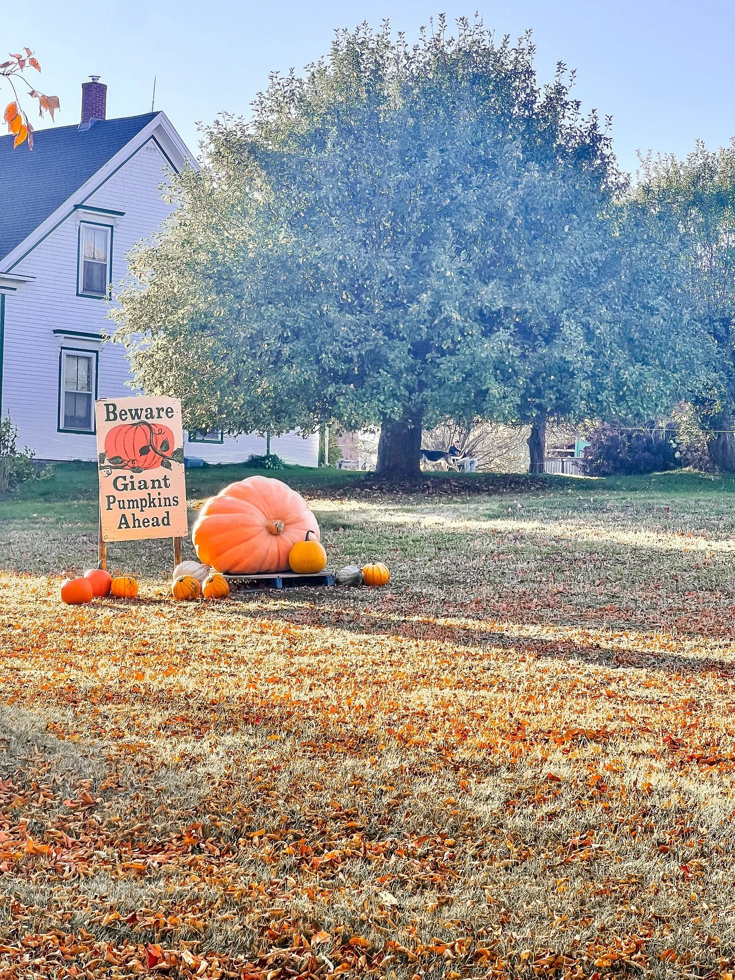 Thanksgiving Weekend re-cap:

Giant pumpkins, family dinner, and the day spent with friends that are family - hiking and making caramel apples. 

Absolutely grateful 🧡