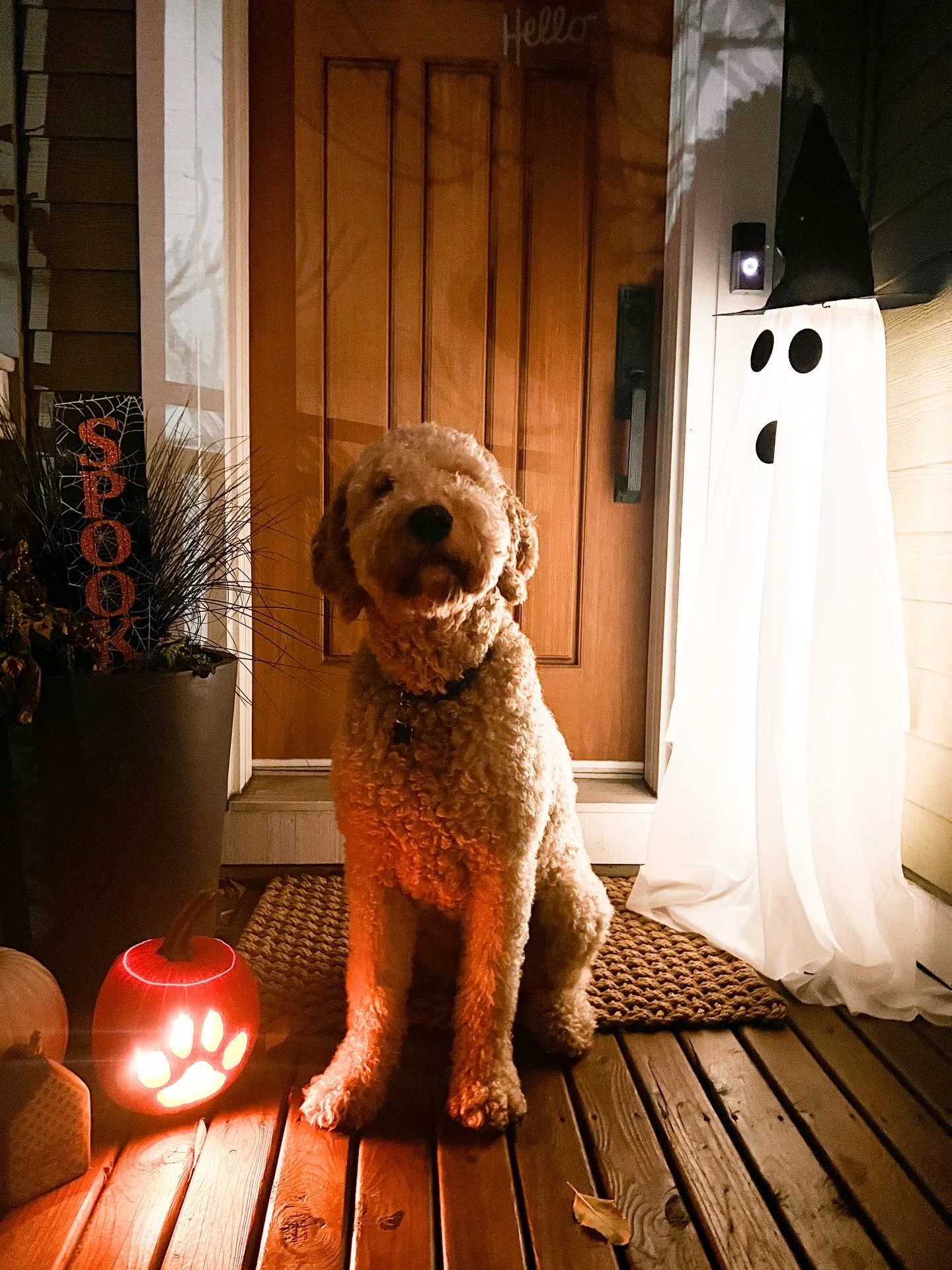 Things bringing me joy lately:

🎃 Leo&hellip; for Halloween (iconic energy)

🌊 Walks along the Halifax waterfront -grateful we get to call this place home

🍽️ Dinners out with family

☕️ My croissant mug (from a new friend 🥹)

✨ Celebrating 2 yea