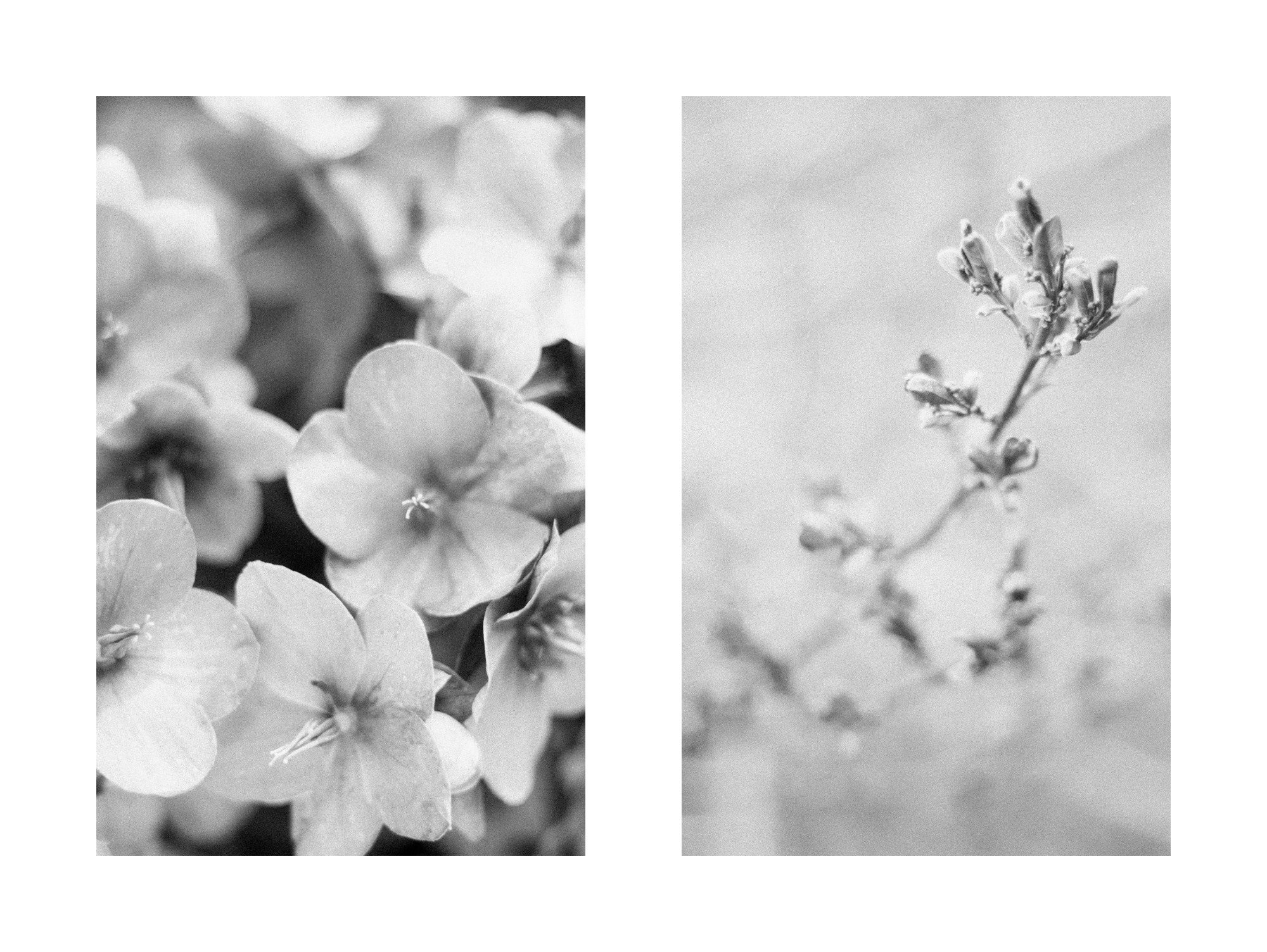 monochrome.jpg