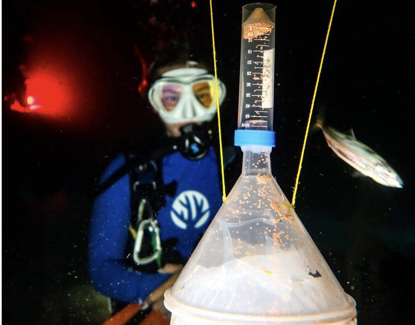 It’s hot on Florida reefs and not just the water. Rare coral sex a hopeful sign