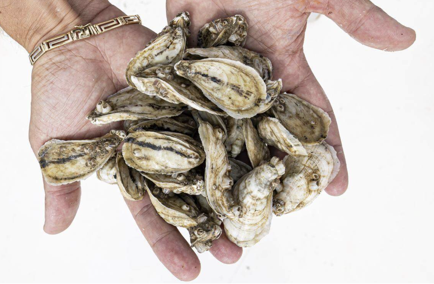 Deep in the Glades, this farm grows ‘artisanal oysters.’ Can they revive an industry?
