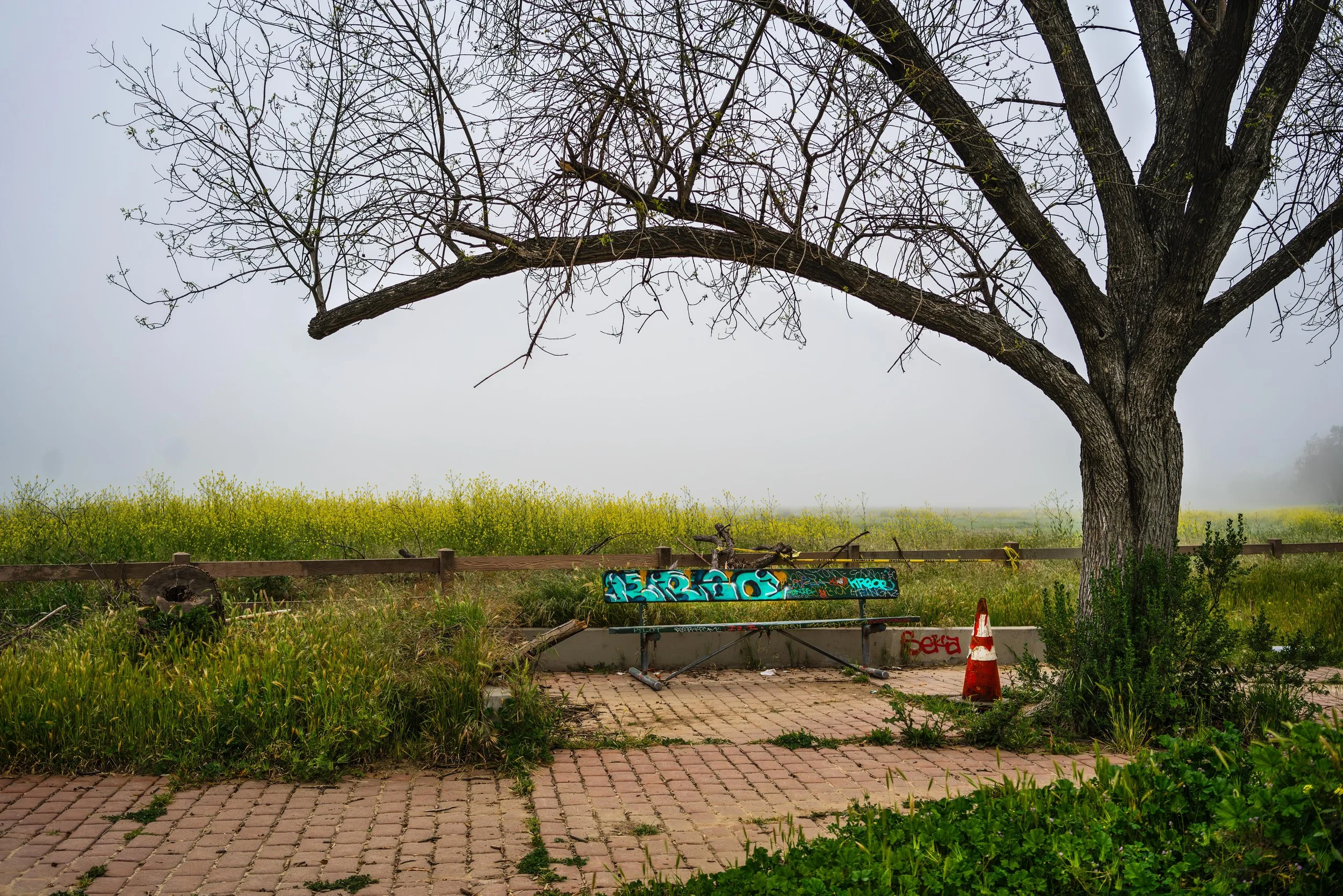 Fog 2023