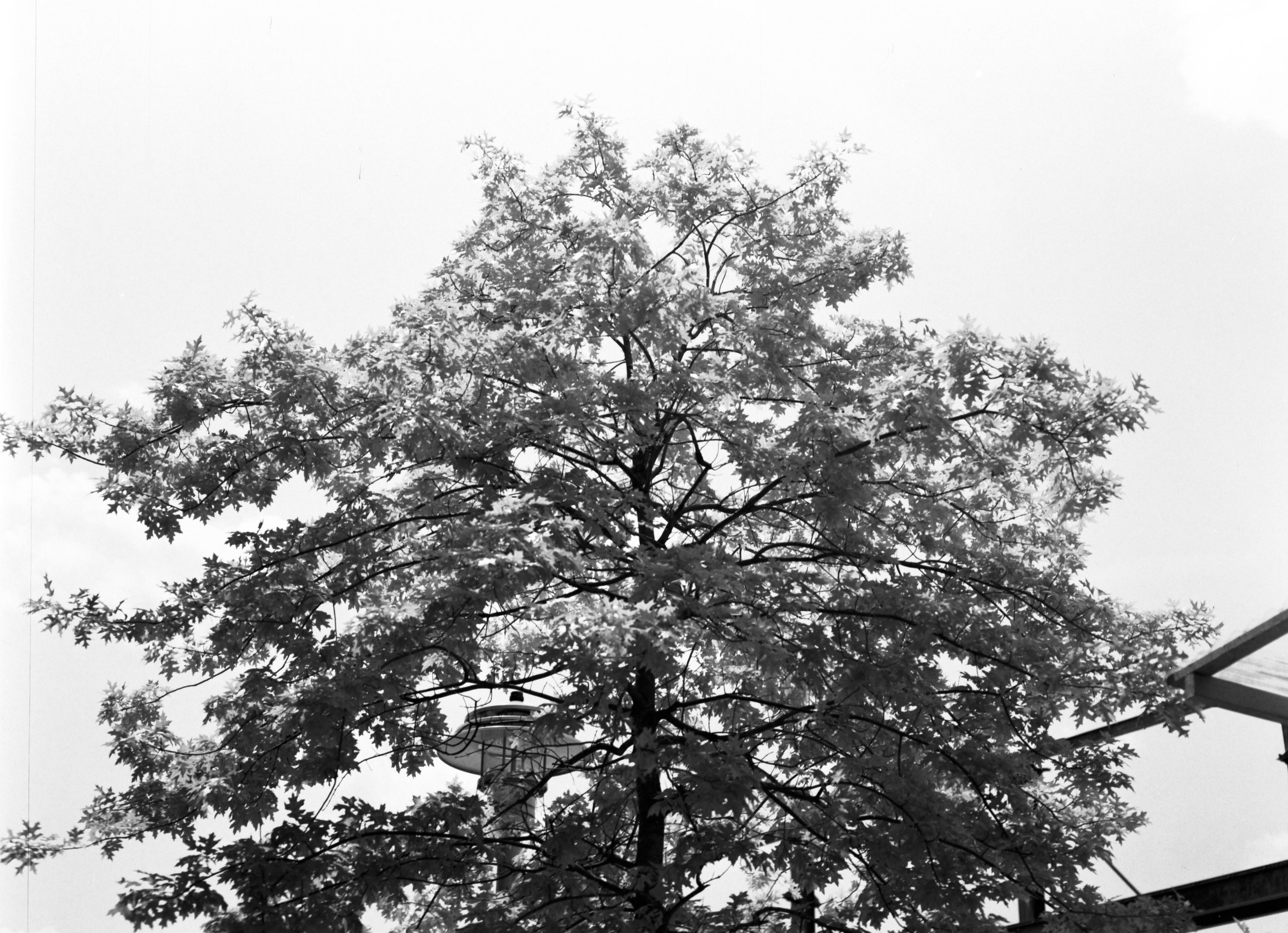 Agfa_AviPhotpan200_50ISO_R2F__14.jpg