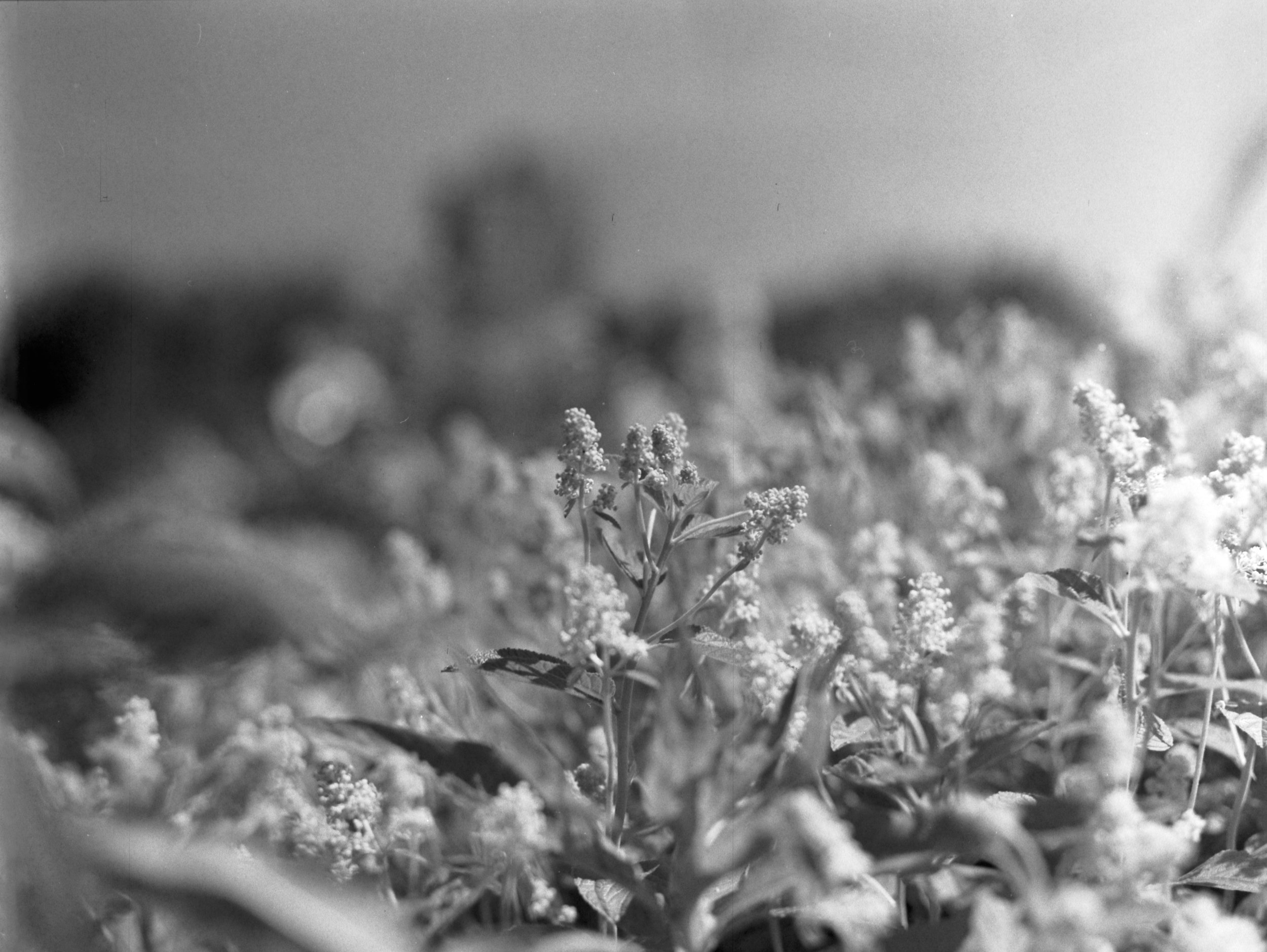 Agfa_AviPhotpan200_50ISO_R2F__9.jpg