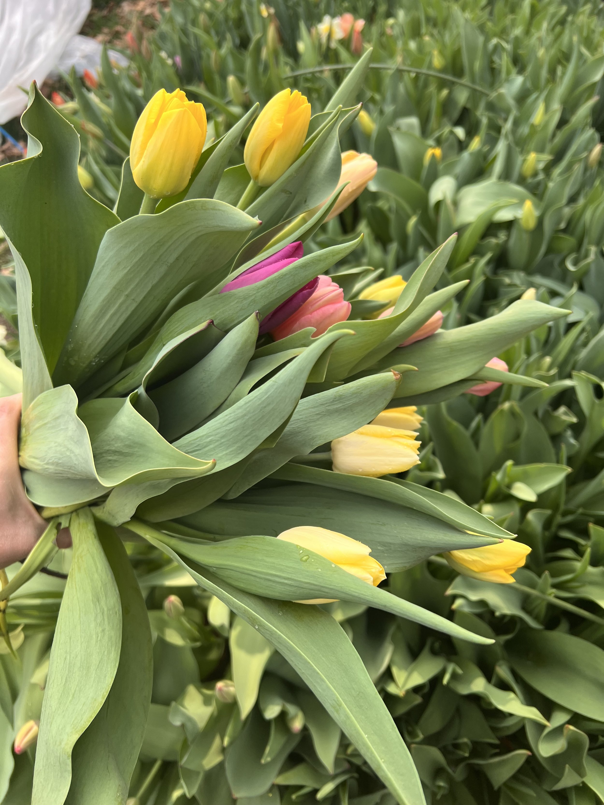 A close-up of a bouquet of tulips with yellow, pink, and peach-colored flowers, surrounded by long green leaves.