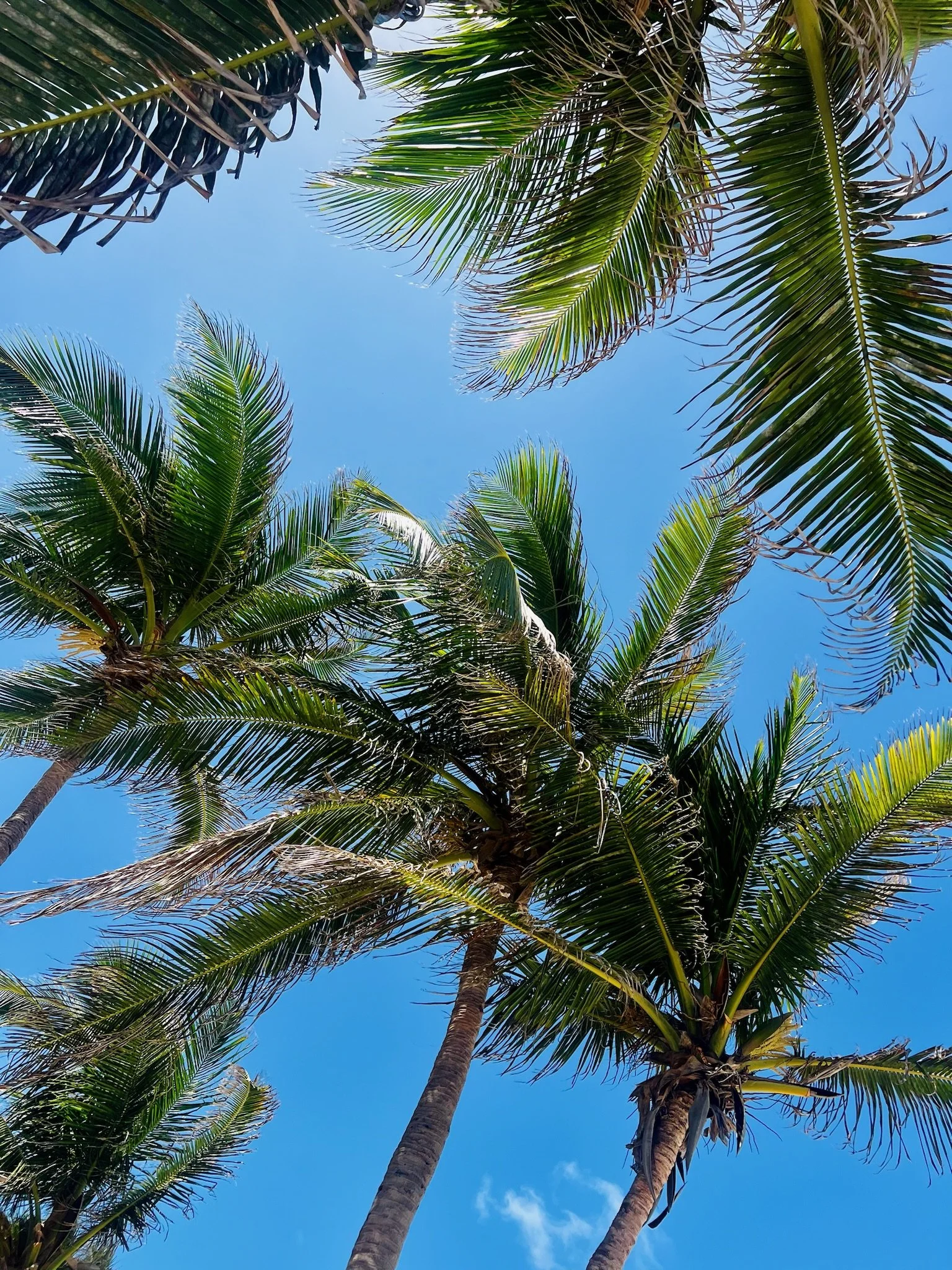 Copy of IMG_1458.JPG