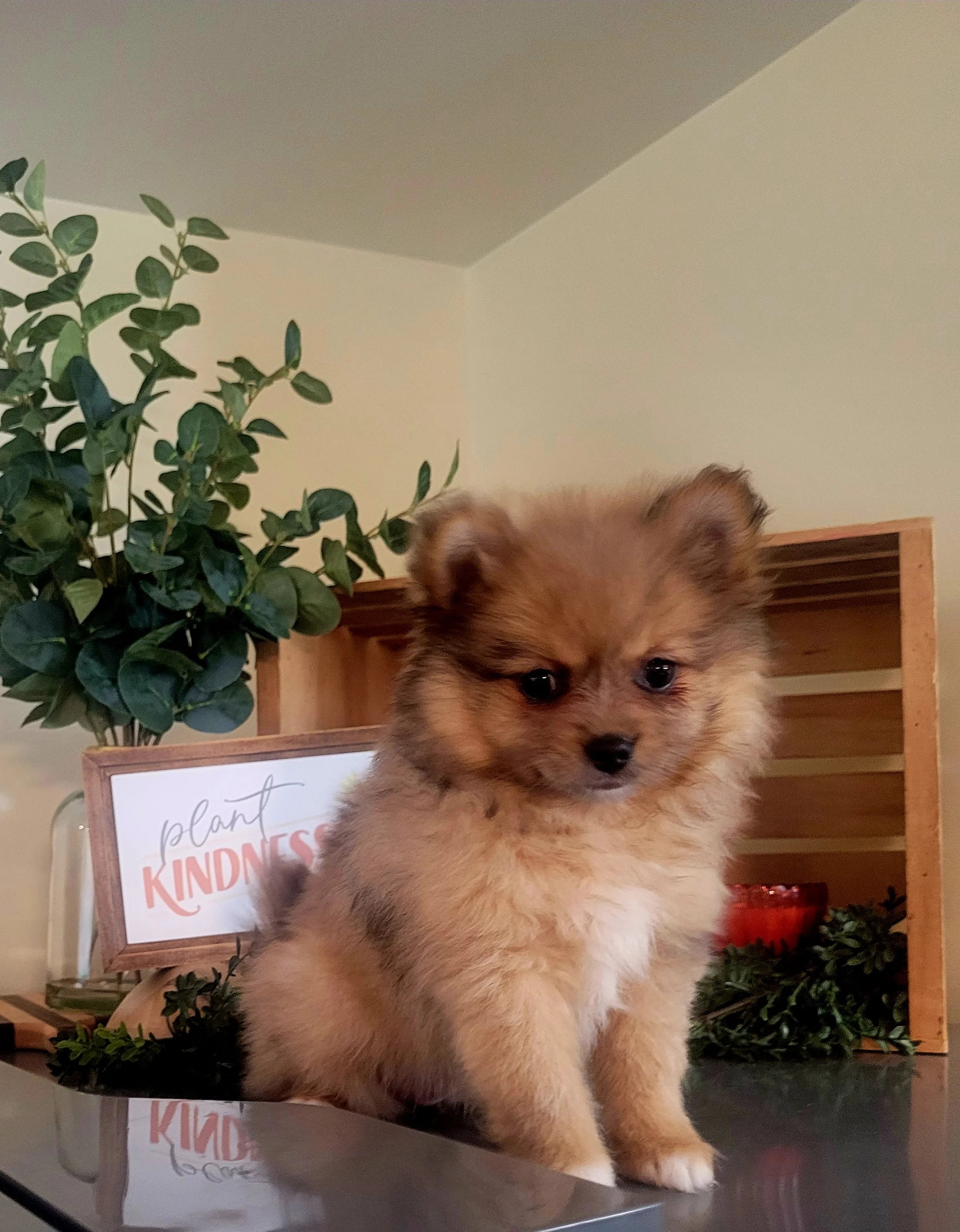 red sable AKC pomeranian female available in ohio