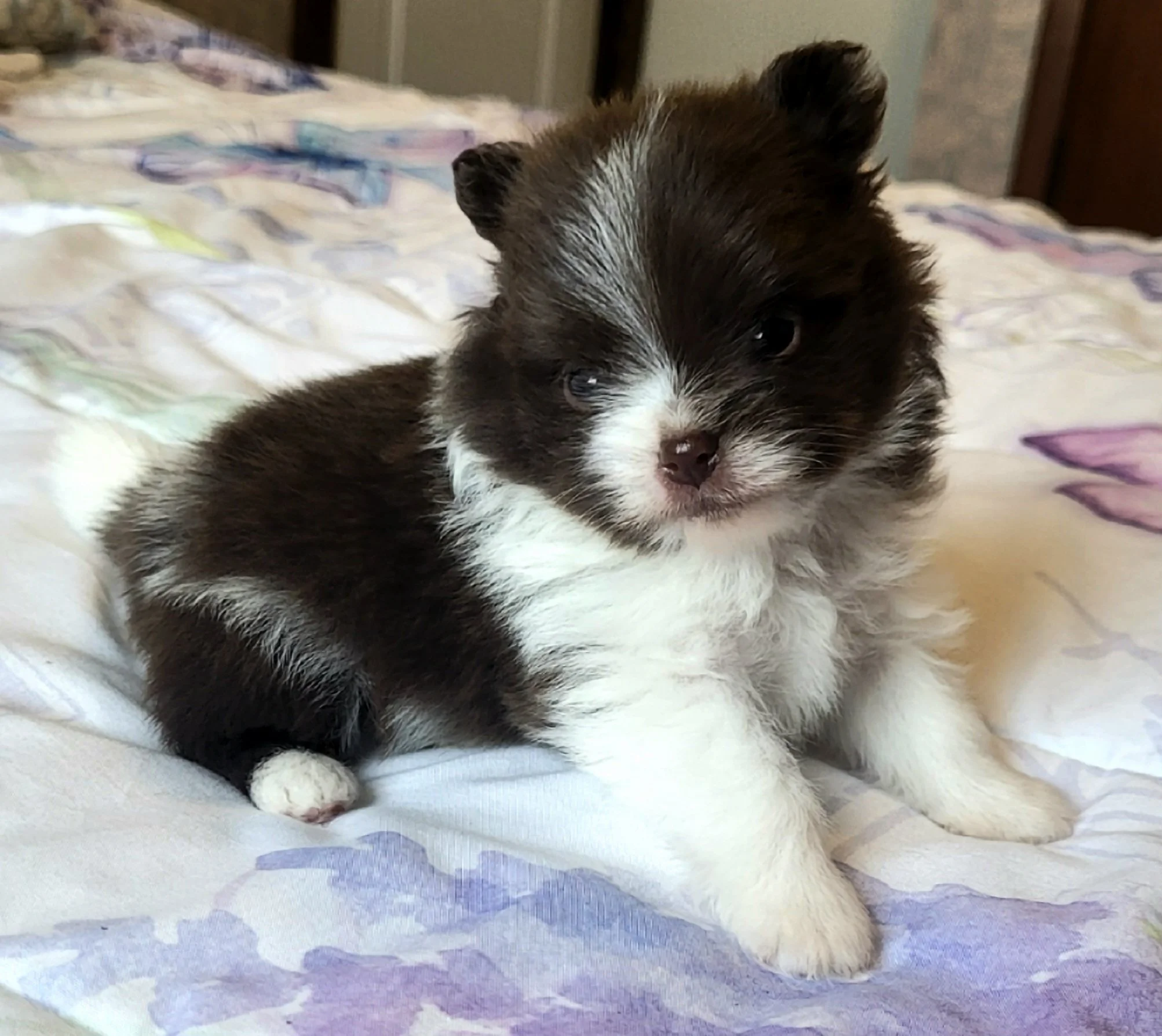 chocolate and white parti male akc pomeranian available for adoption in ohio