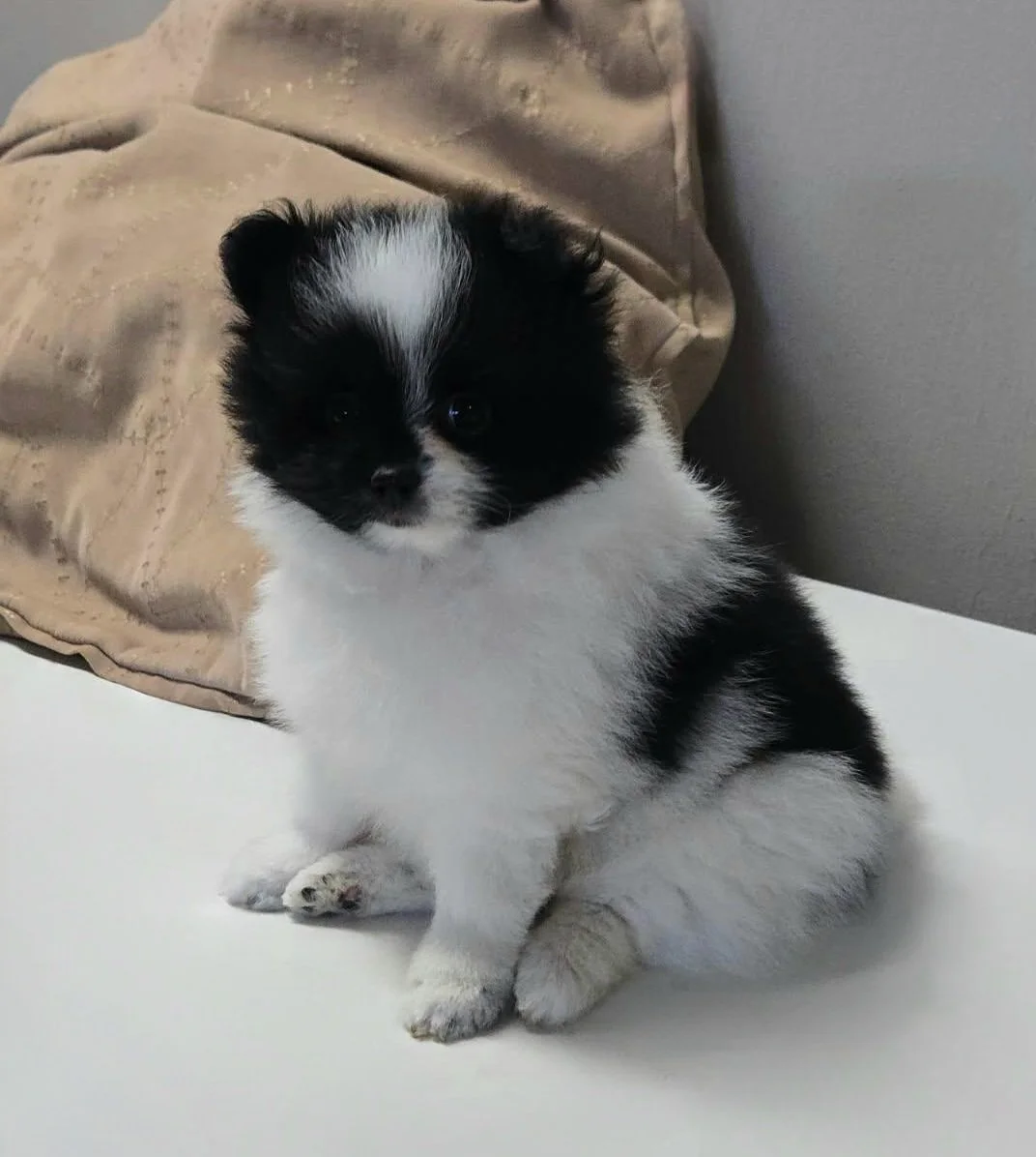 akc black and white pomeranian puppy male available in ohio