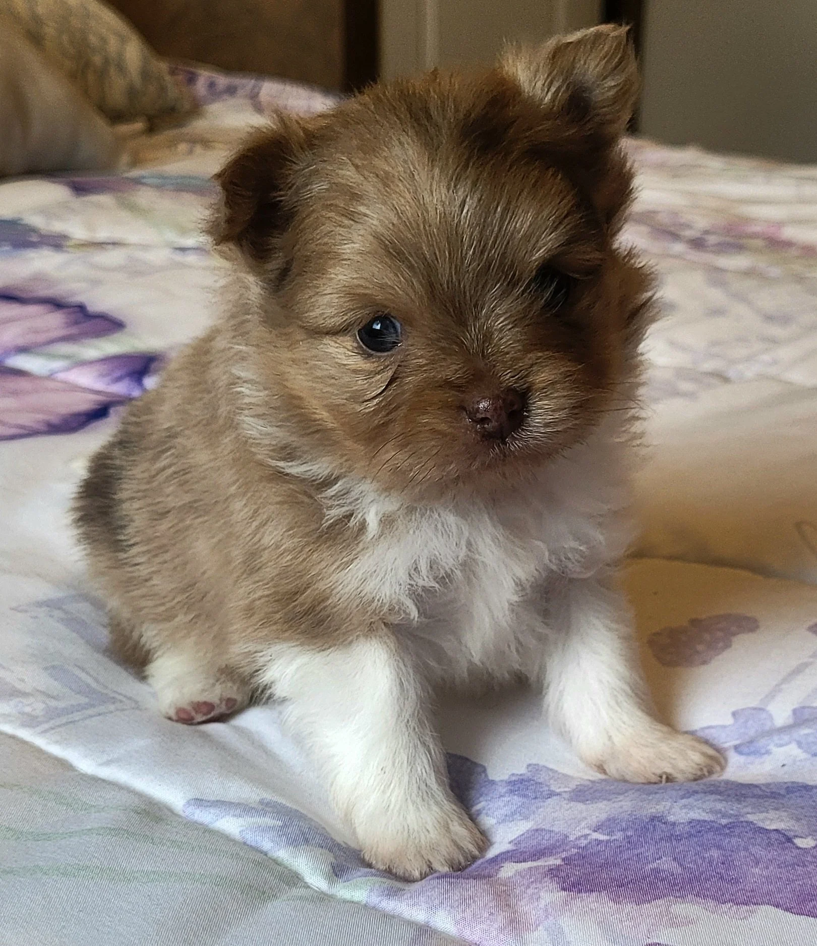 chocolate merle parti akc pomeranian male available in ohio