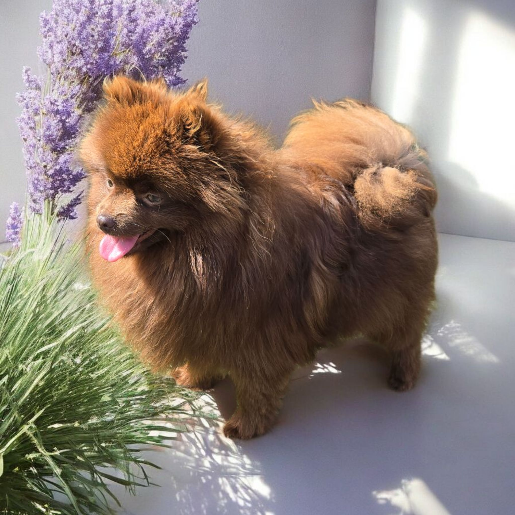 Charlie a chocolate akc pomeranian female in ohio