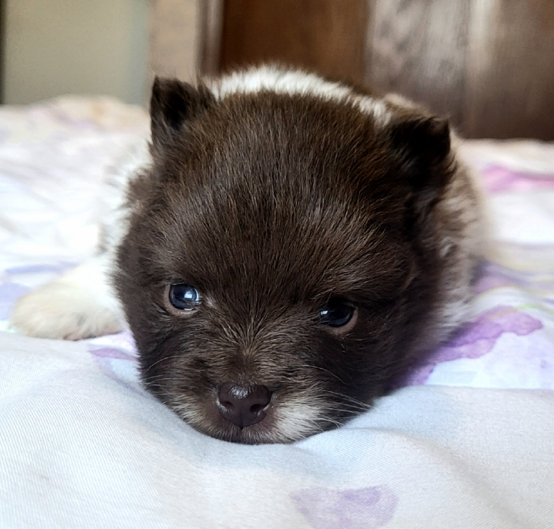 chocolate parti akc pomeranian female available in ohio usa