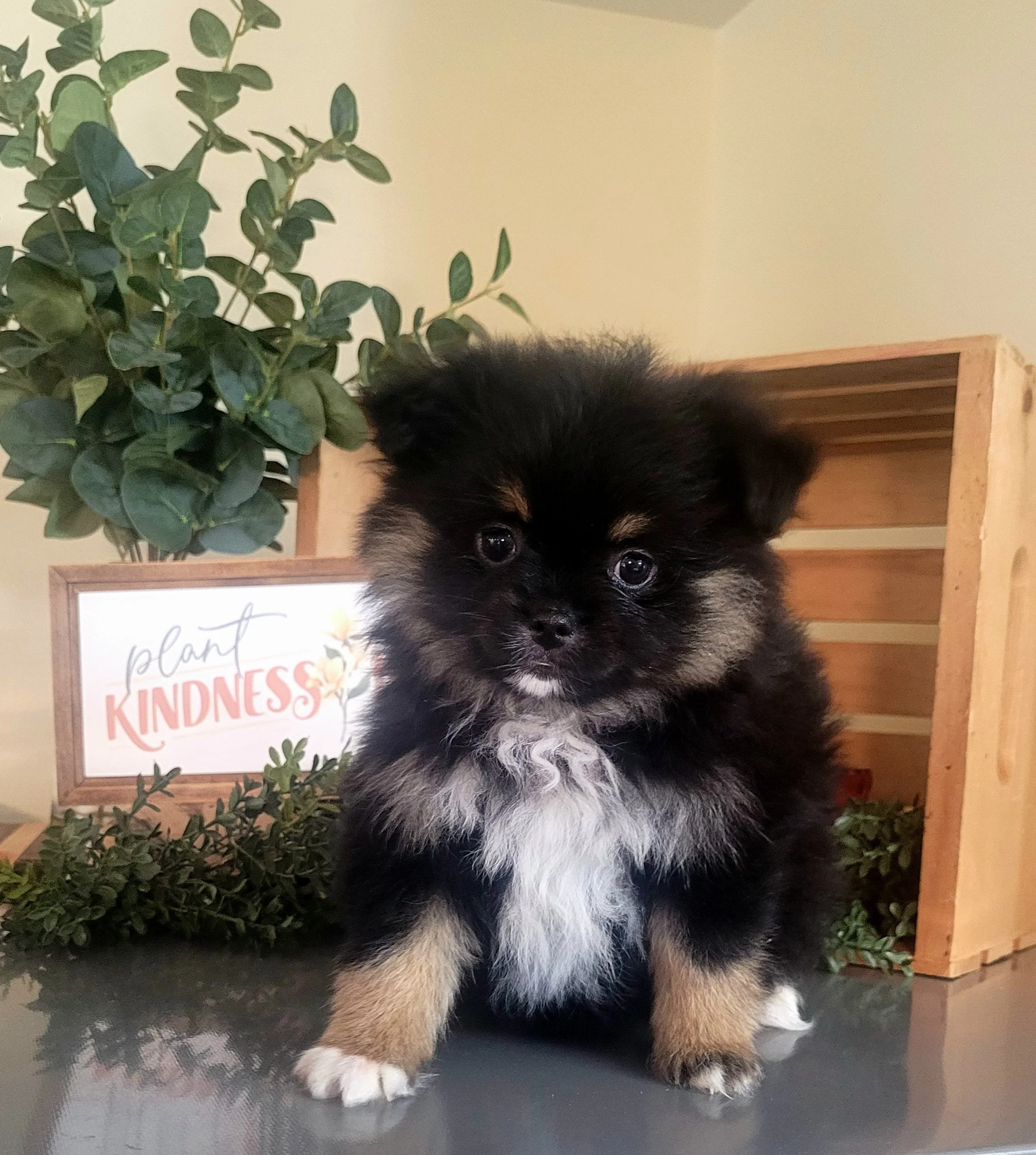 AKC black with white and tan markings pomeranian puppy available in ohio