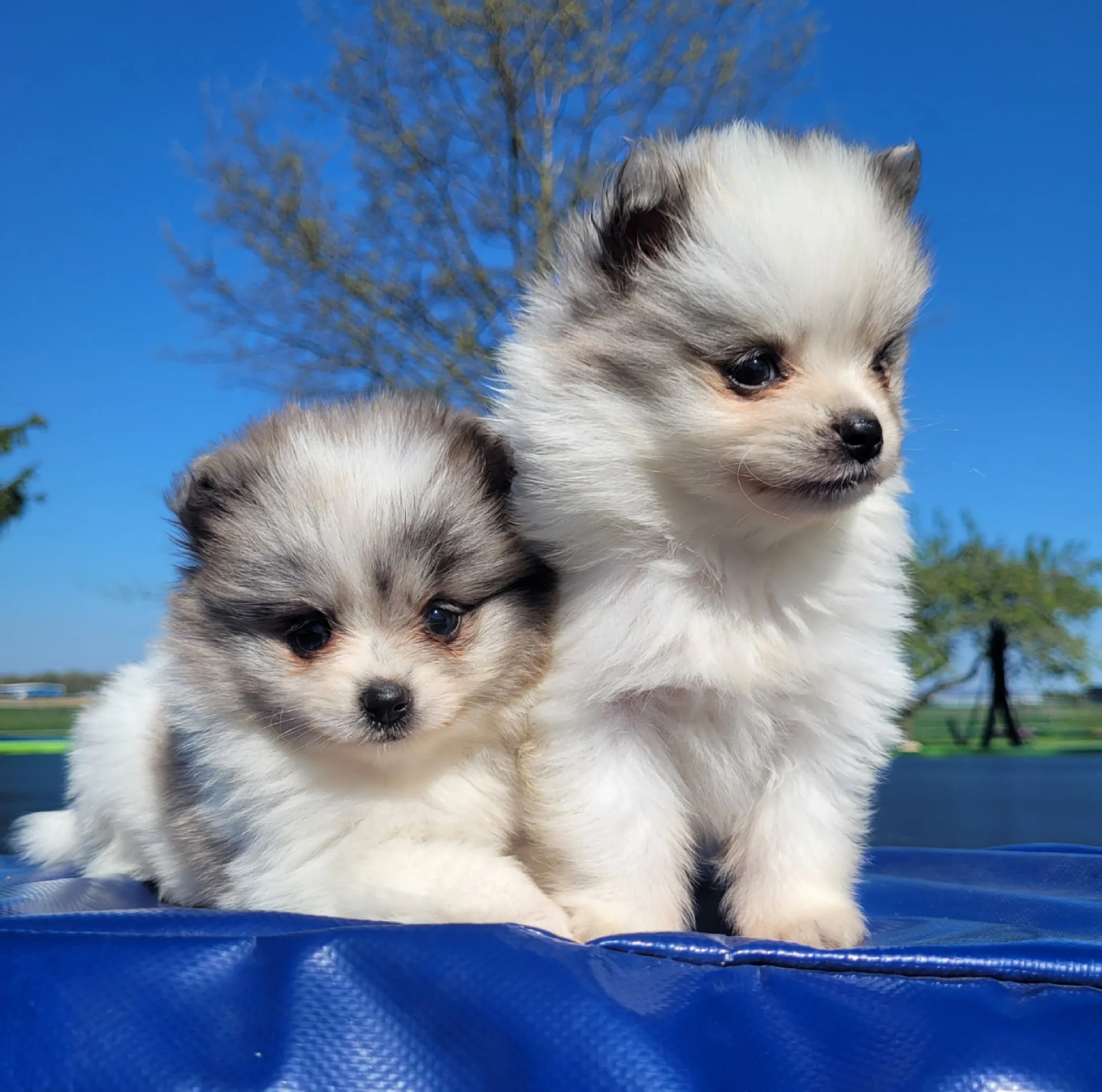 Pomeranian puppies available in ohio akc registered ready for adoption in the usa