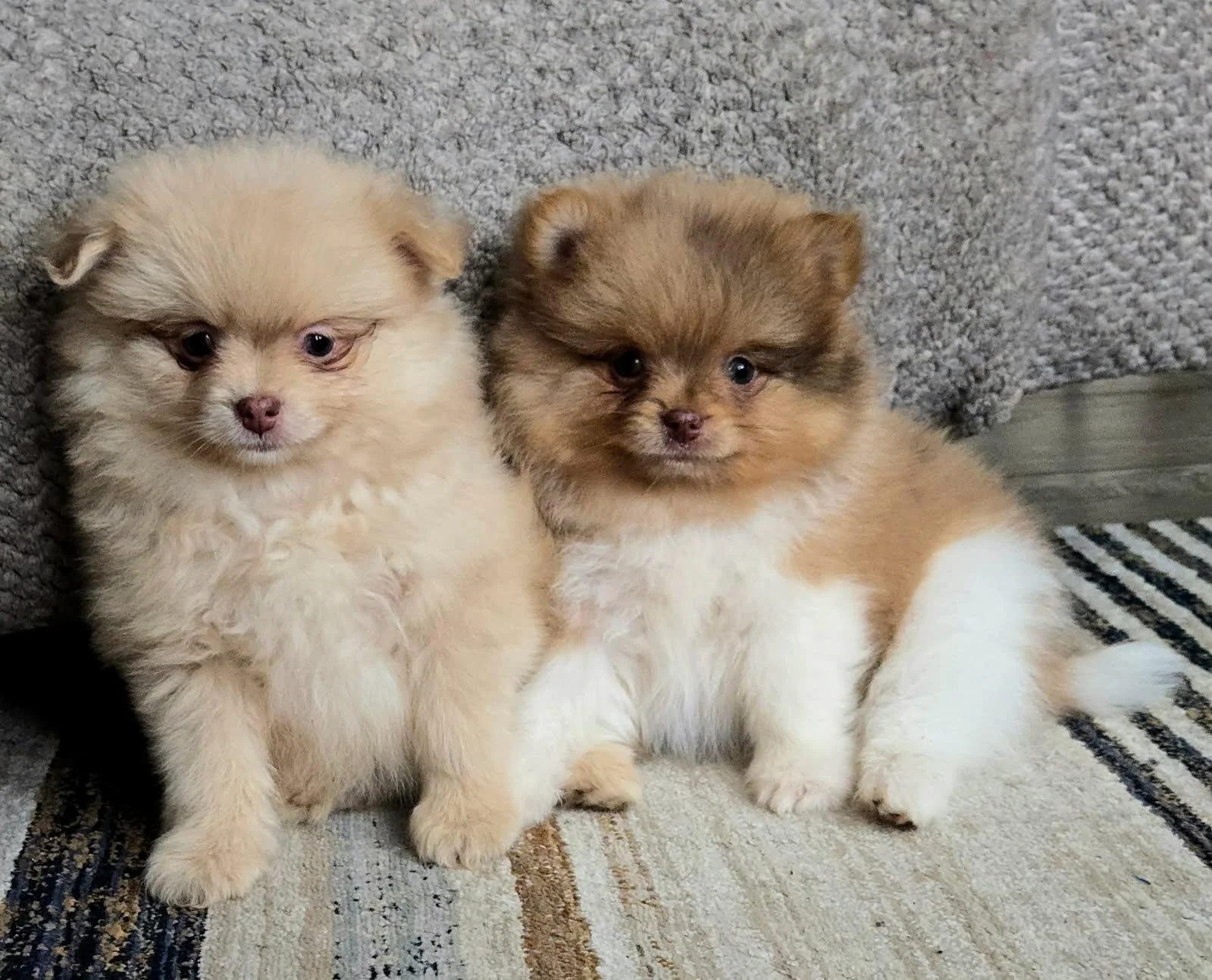Two fluffy Pomeranian puppies sitting side by side on a rug, with gray carpet background and a wooden floor detail.