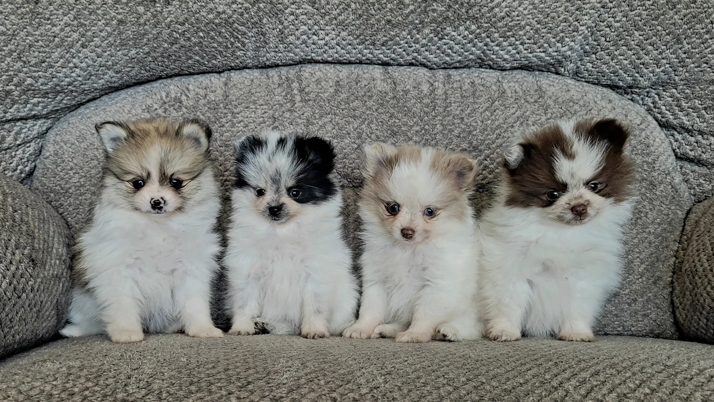 Four small pomeranian puppies sitting in a row on a gray textured couch with pillows