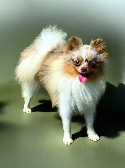 Cowboy a chocolate and tan merle parti colored akc pomeranian male in ohio