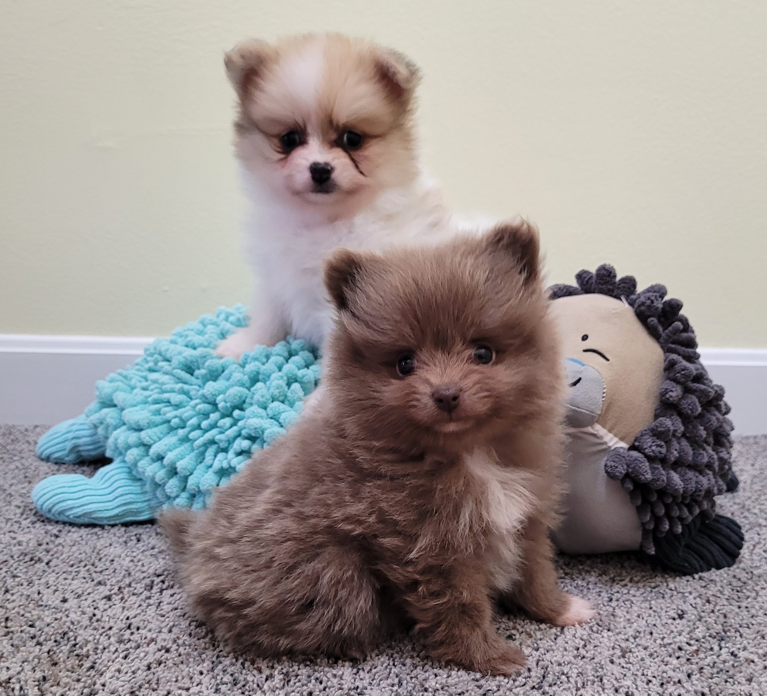 chocolate pomeranian puppies in ohio akc registered