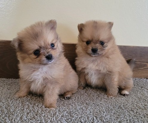 orange sable pomeranian puppies boys males akc registered in ohio